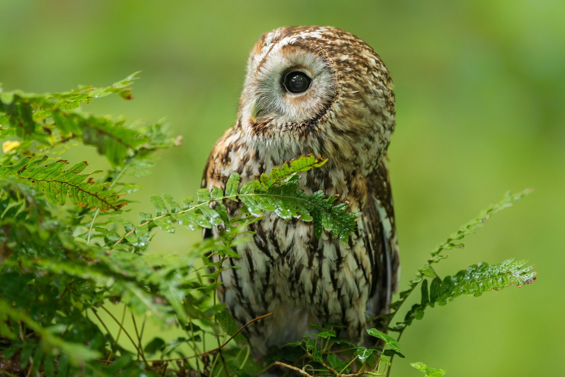 vogel eule wald natur