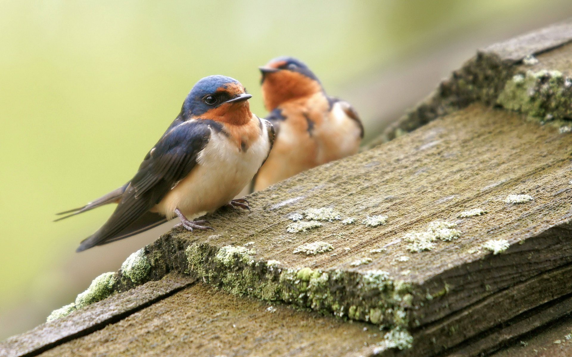 aves naturaleza verano tablas