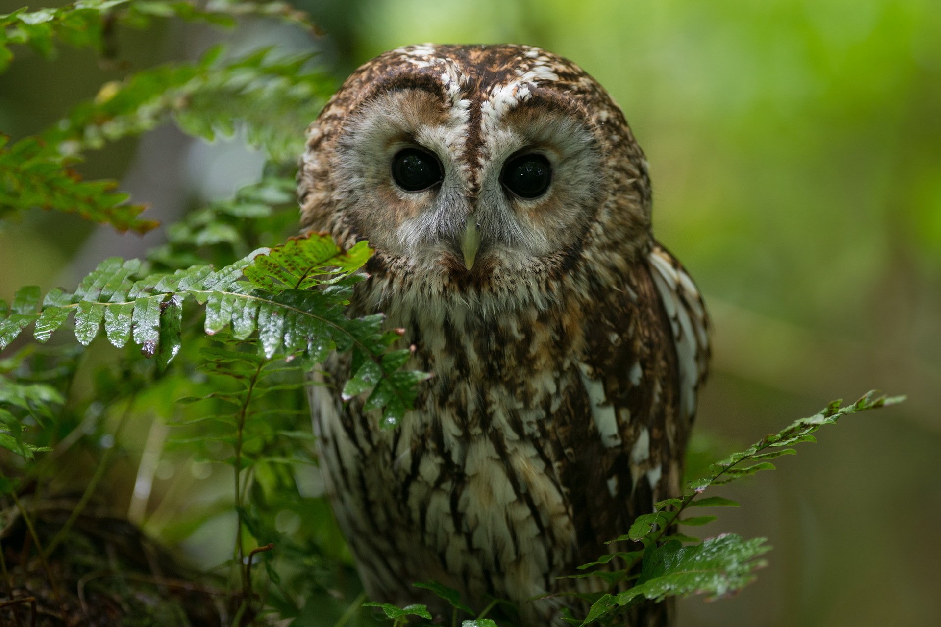 uccello gufo foresta natura