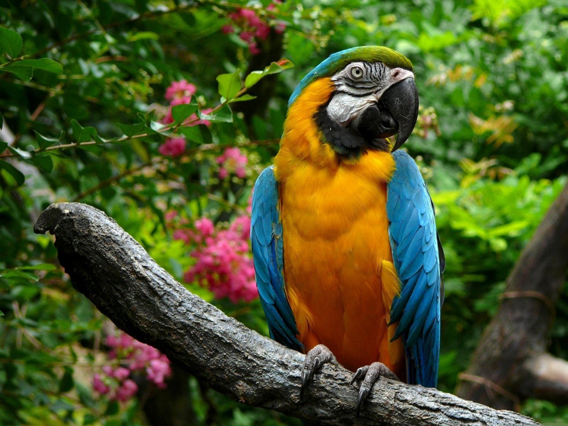 animaux oiseau perroquet ara fond d écran