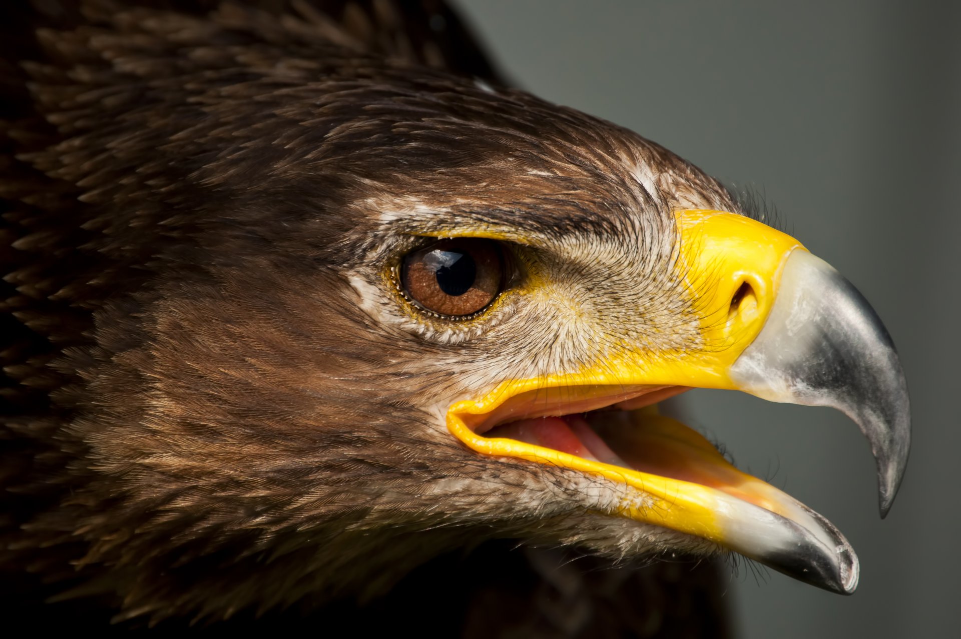 aigle tête bec plumes oiseau prédateur