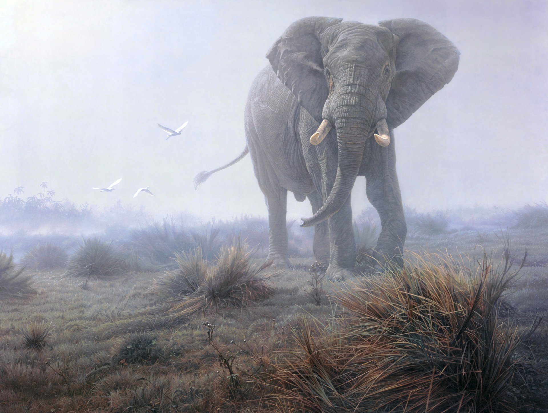 elefante niebla hierba aves