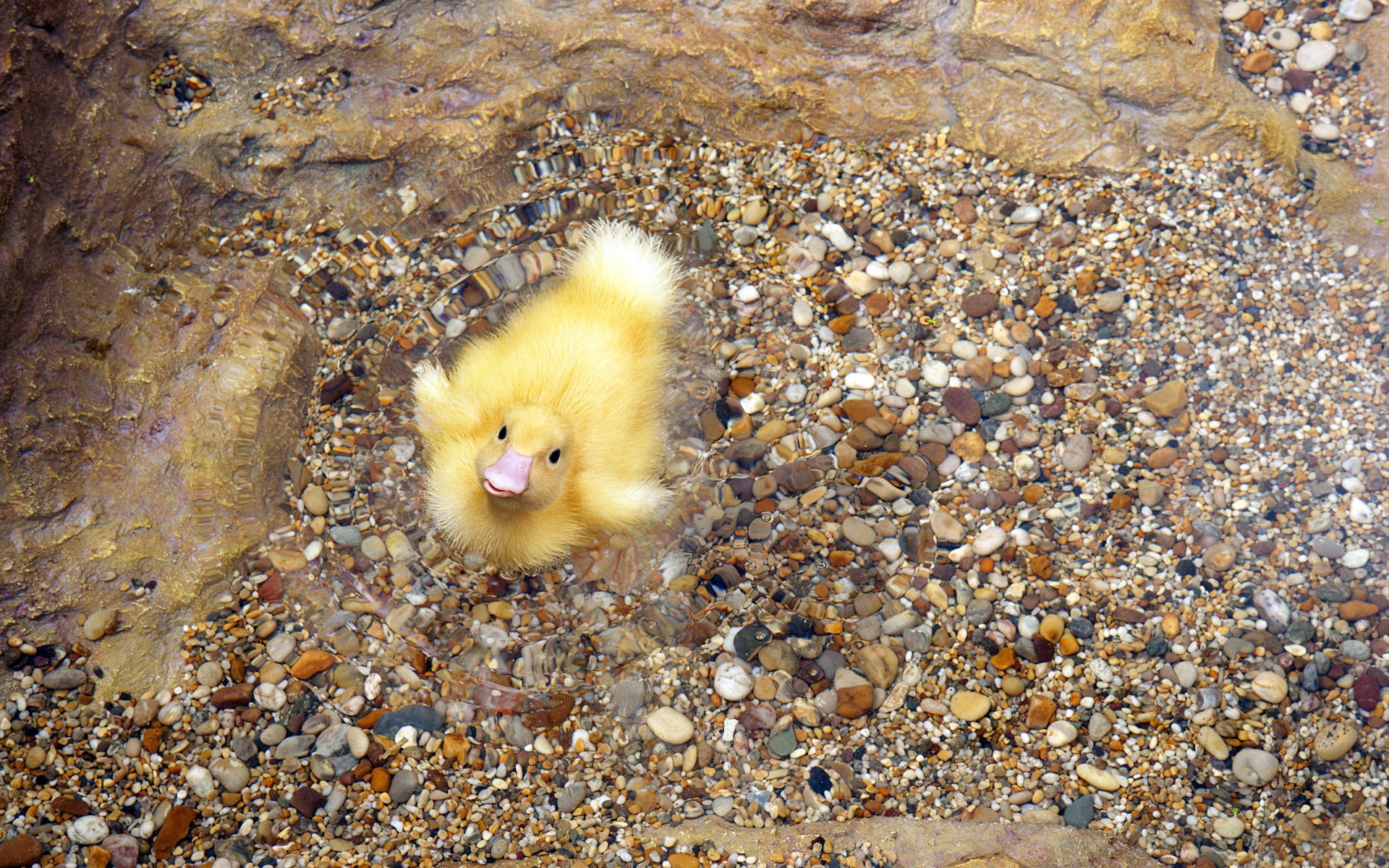 hintergrund steine kiesel wasser entlein flaum schnabel vogel