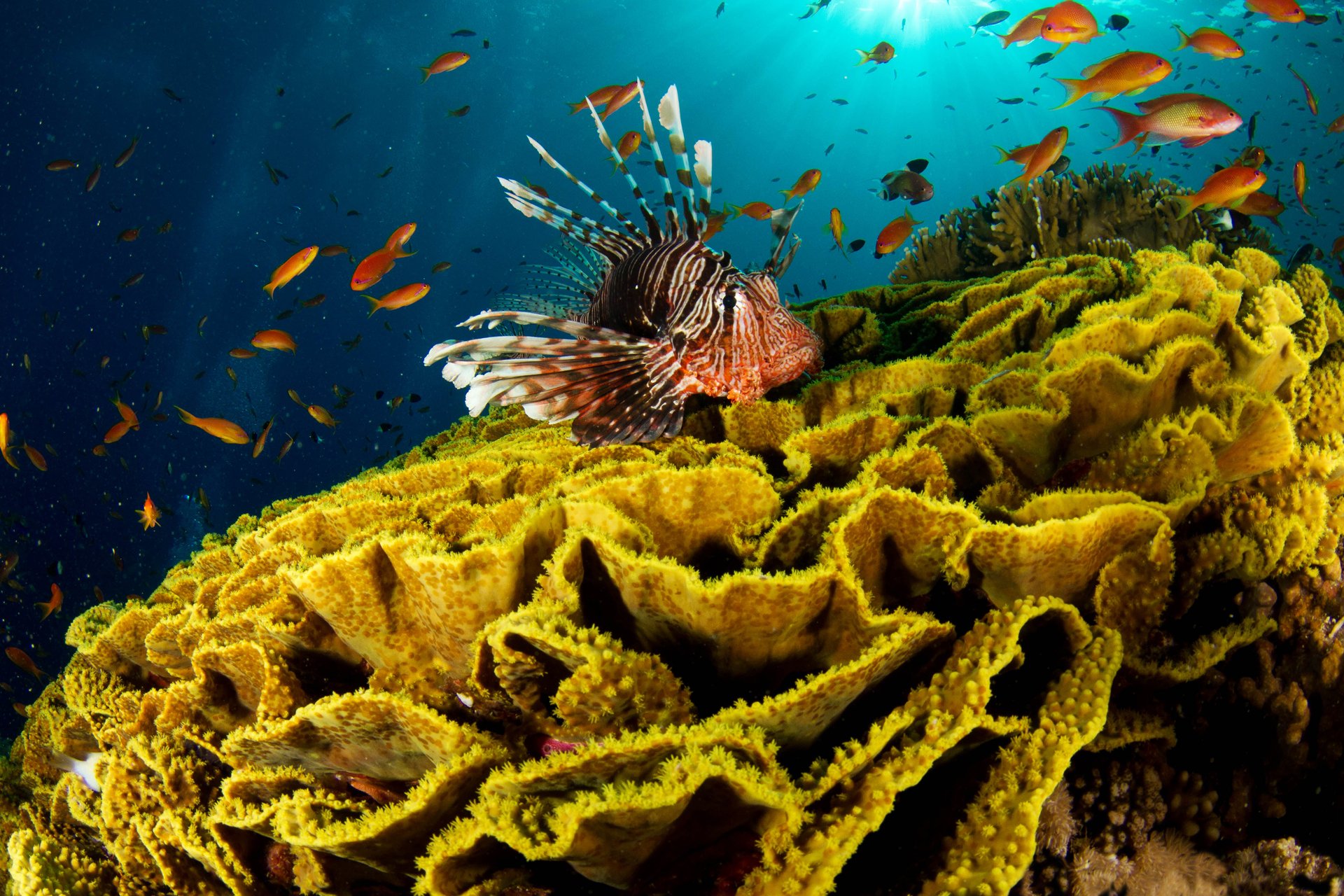 löwenfisch korallen meer ozean wasser