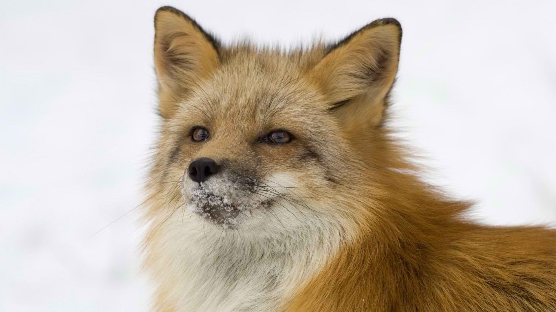 fox fox red sly