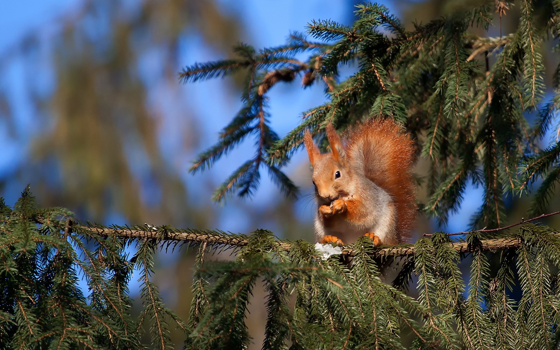 animal écureuil épinette