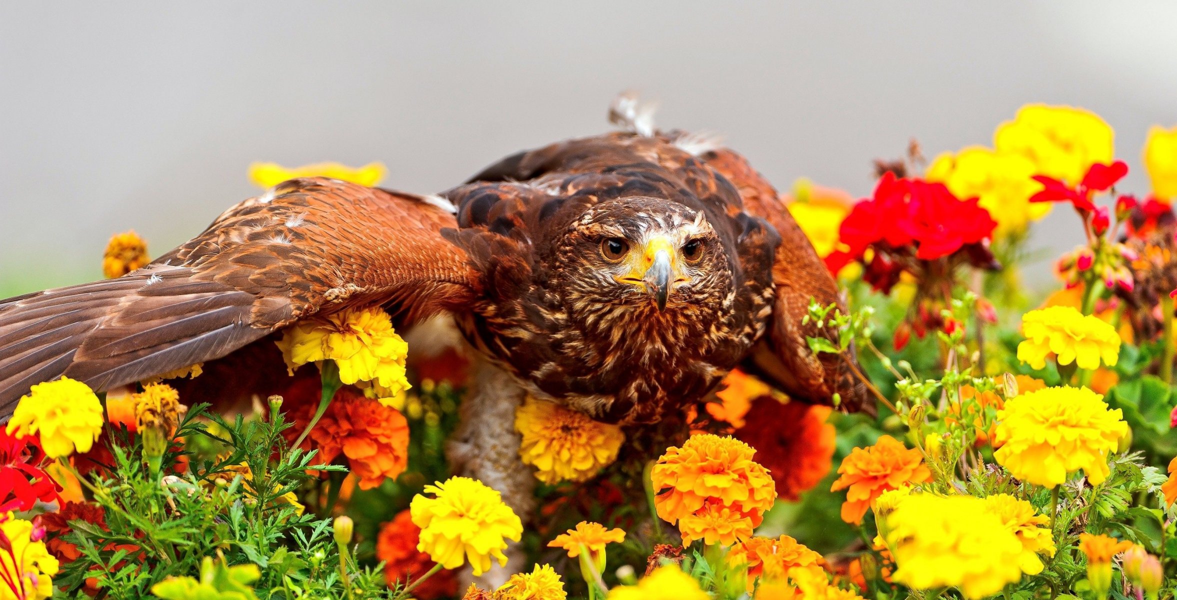 oiseau prédateur fleurs soucis vue