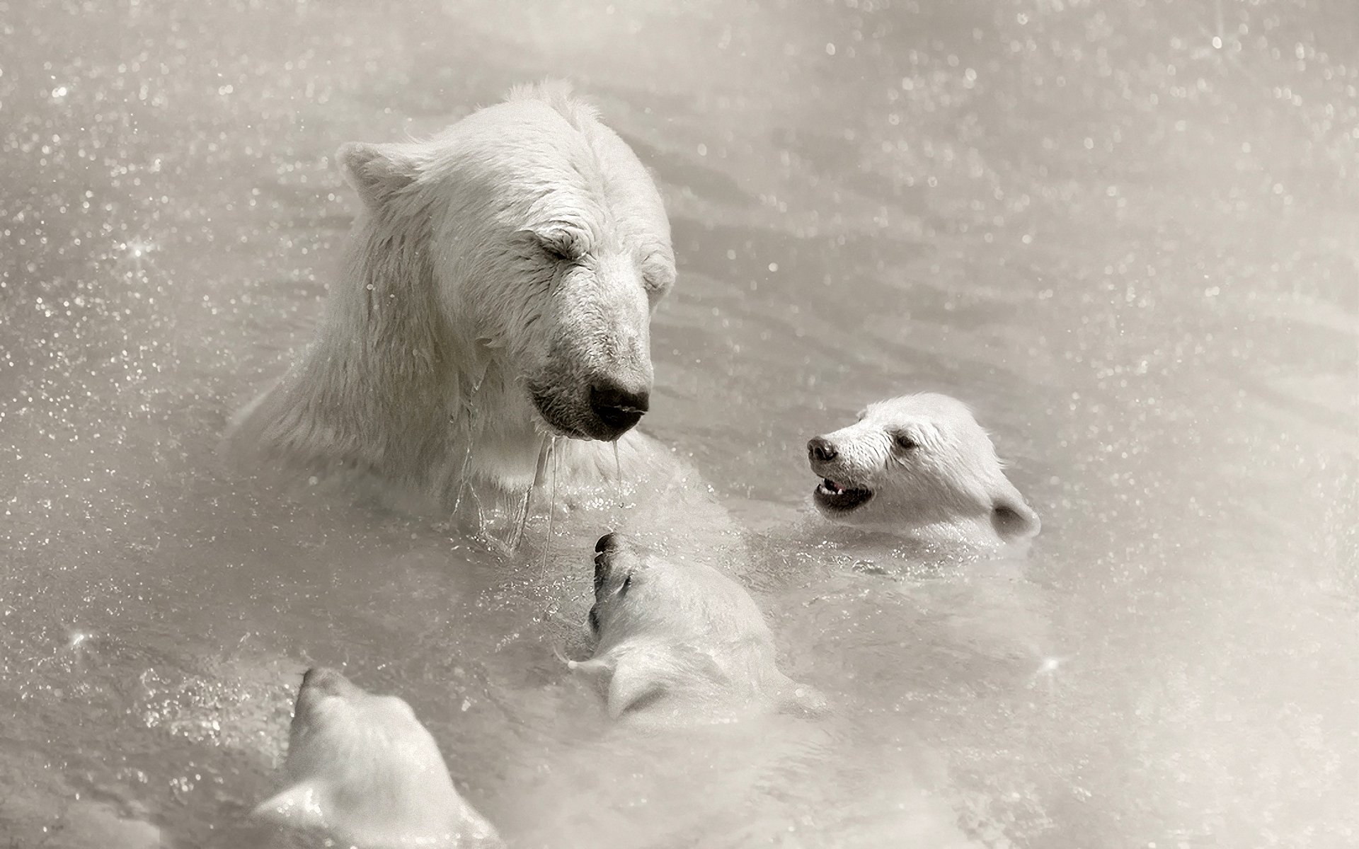 osa osos ursus maritimus blanco oso