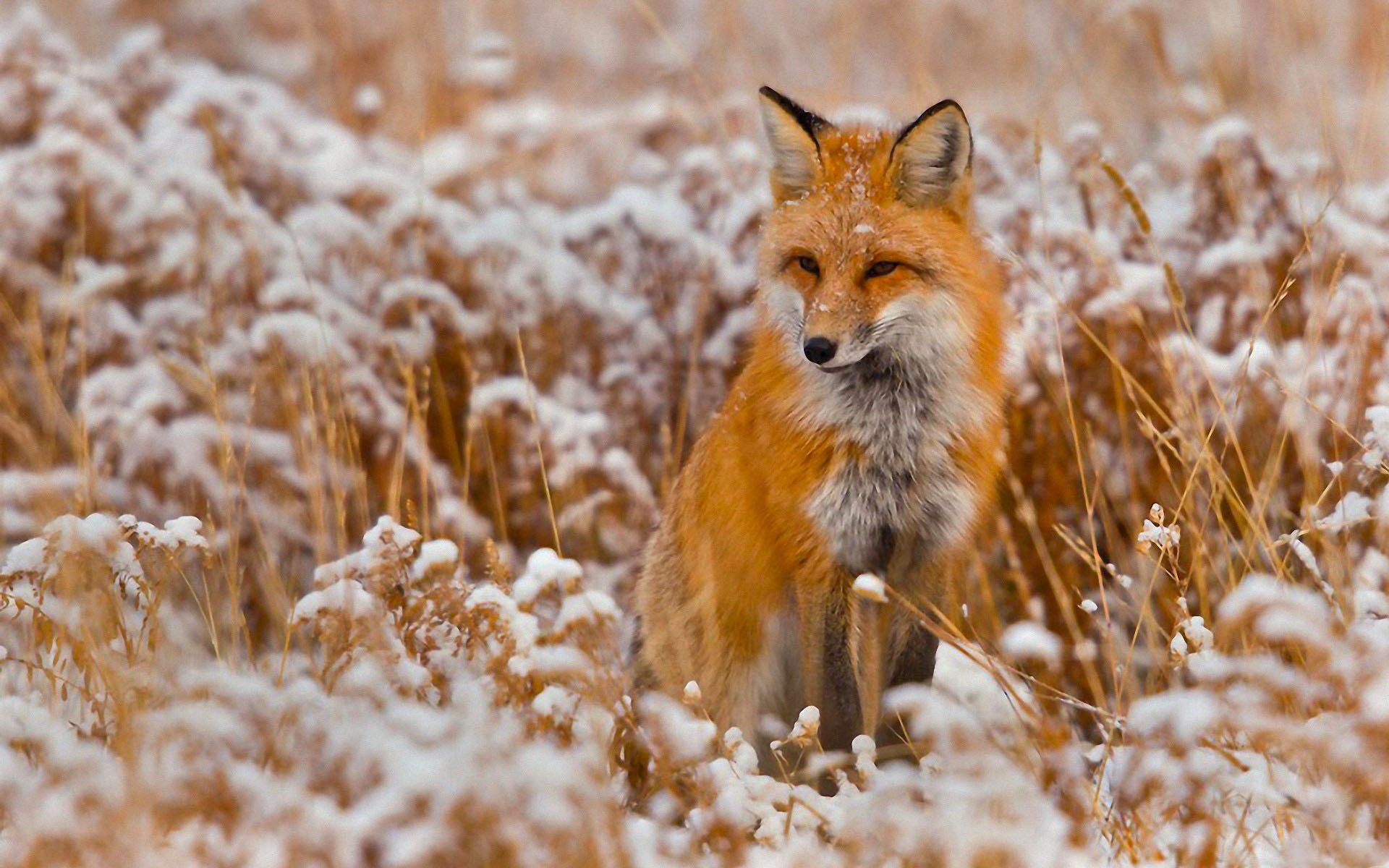 tier fuchs winter schnee