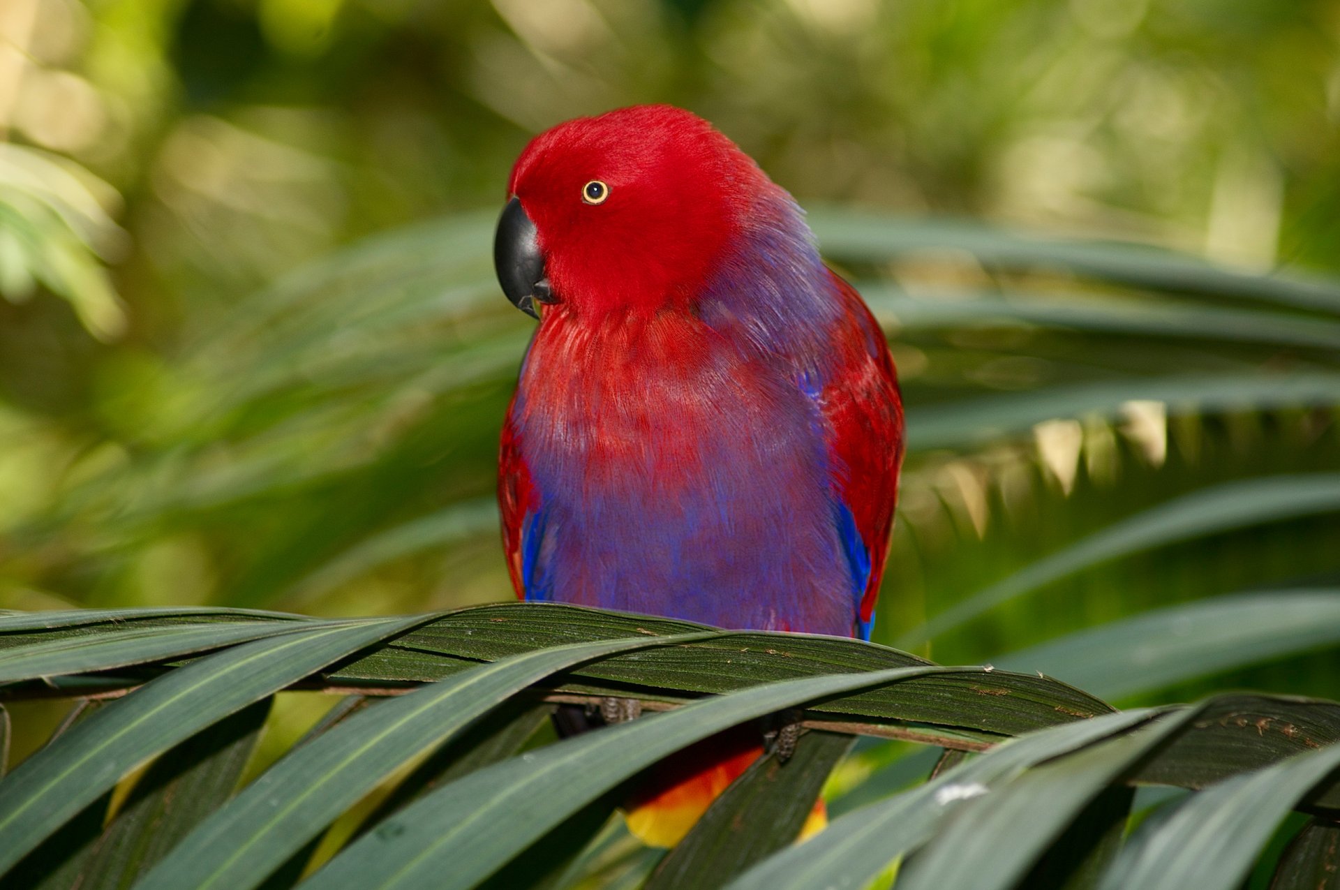 parrot poultry branches foliage palma