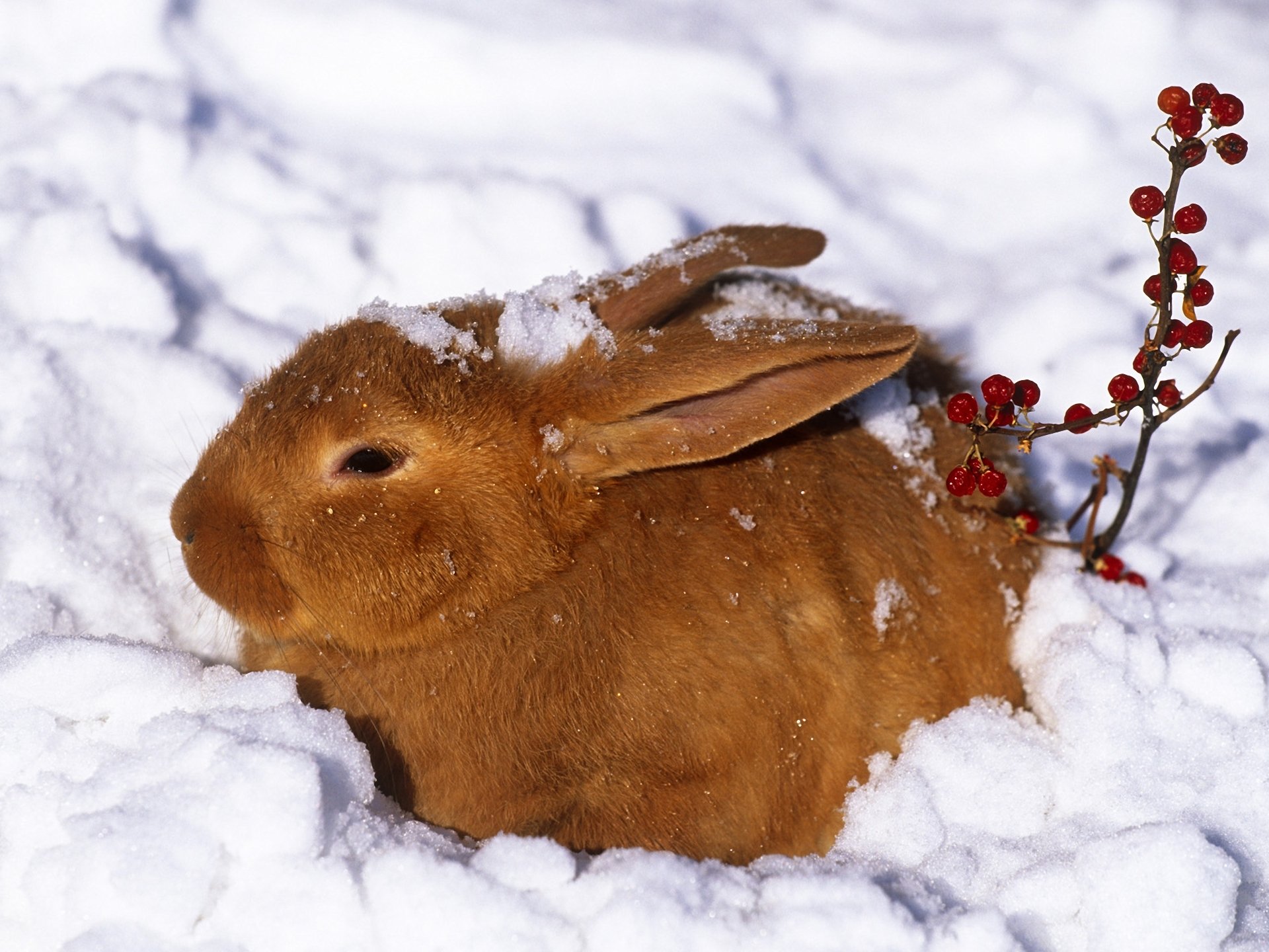 hiver lièvre lapin neige baies roux