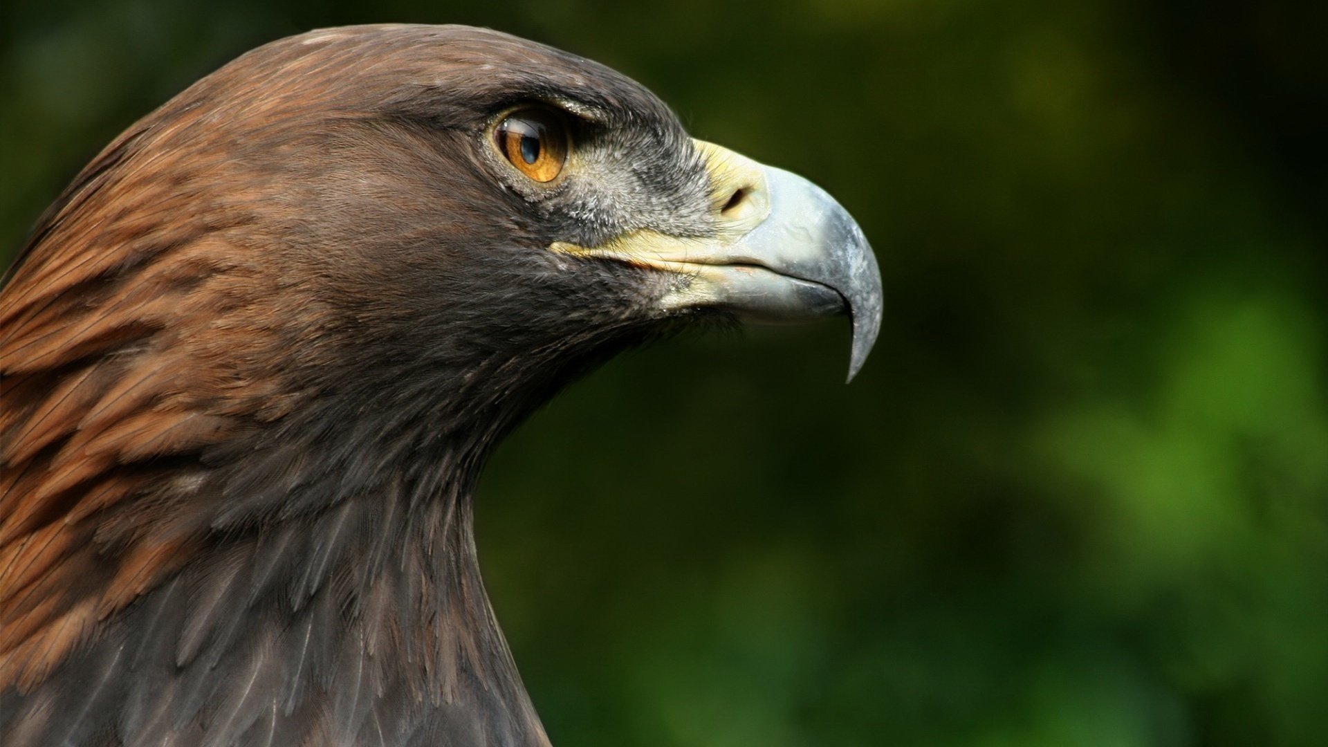 hawk falcon poultry head close up beak