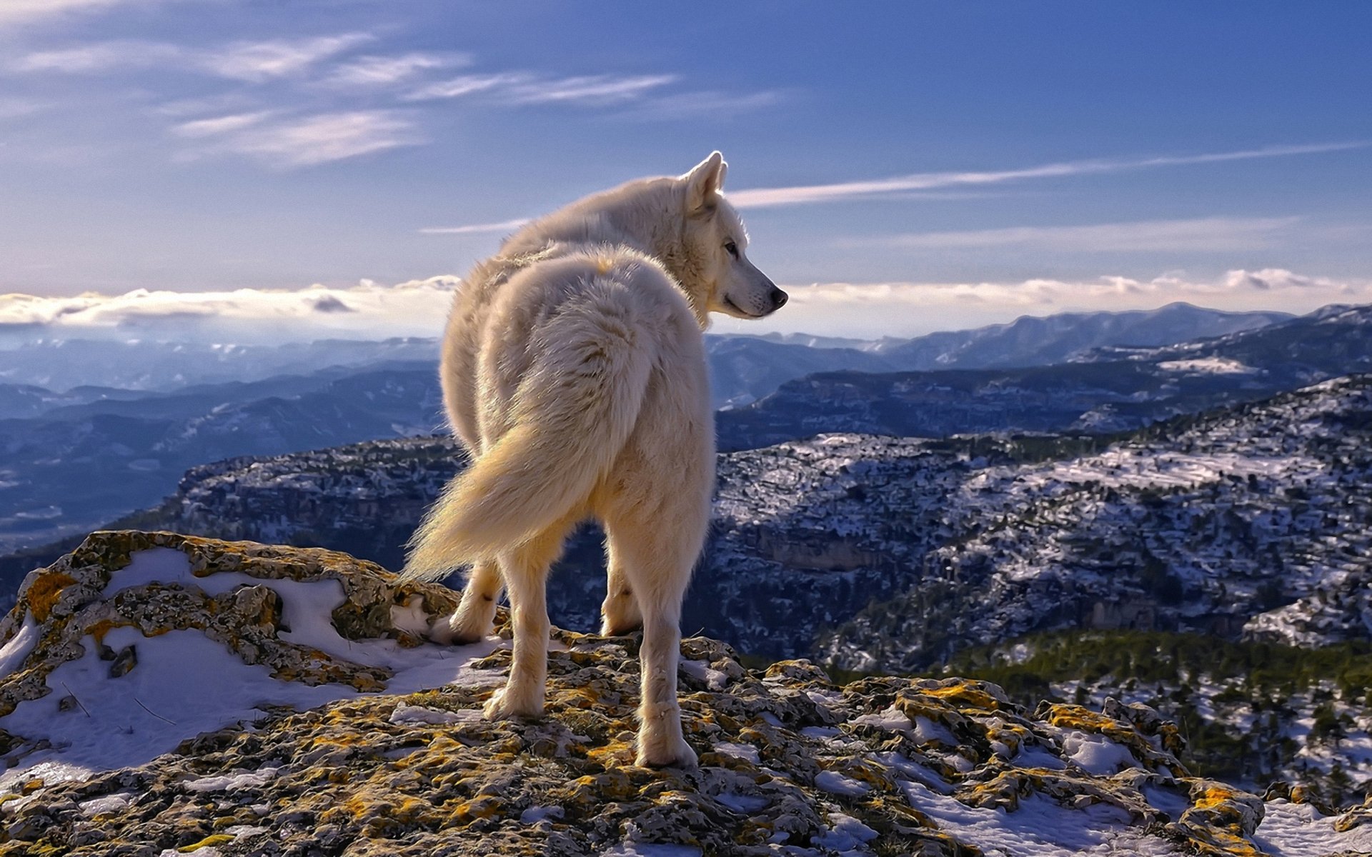 wolf weiß berge steine himmel schnee wolken