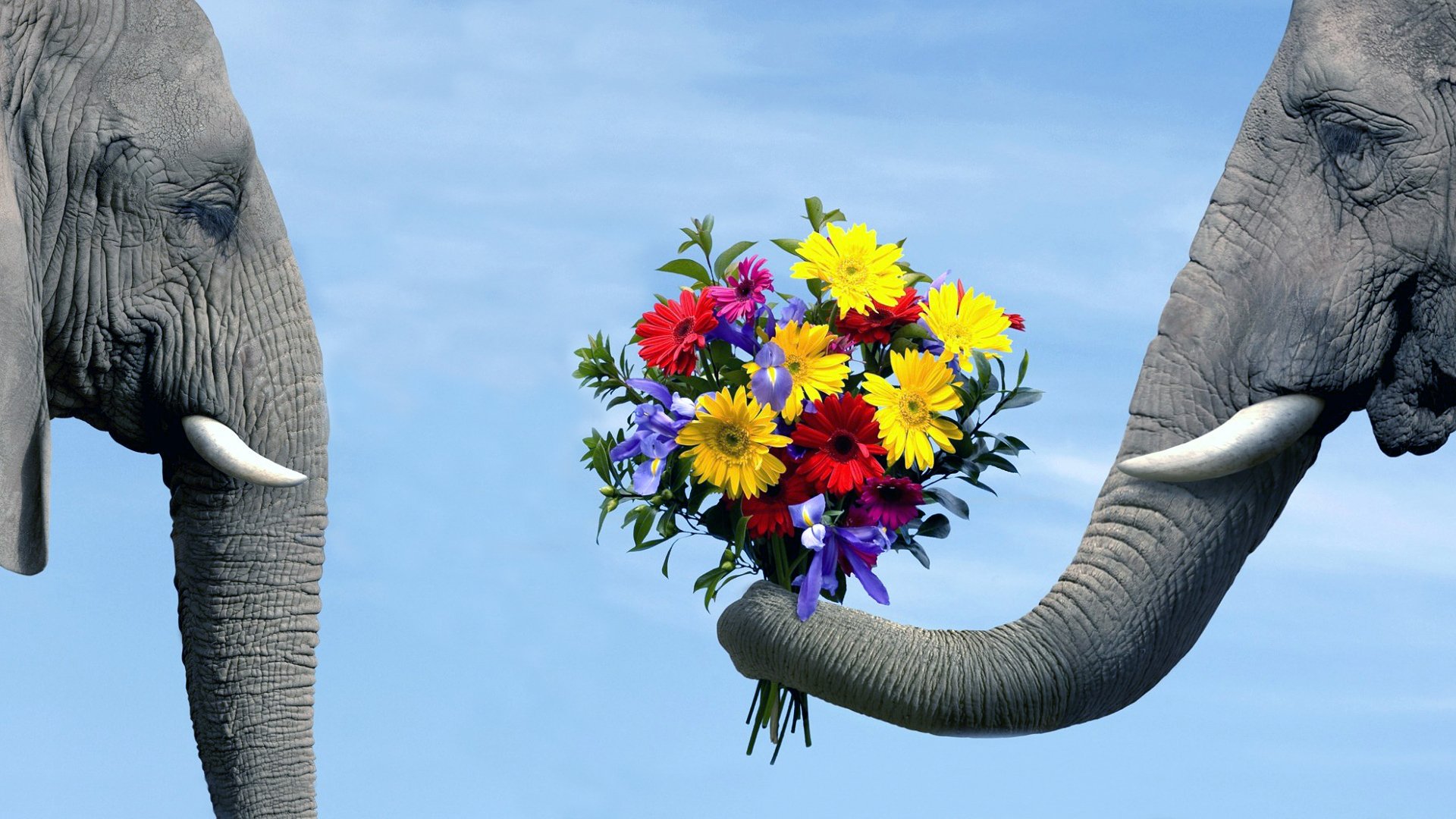 background blue sky elephant couple elephant bouquet flowers trunk tusks elephants love courtship