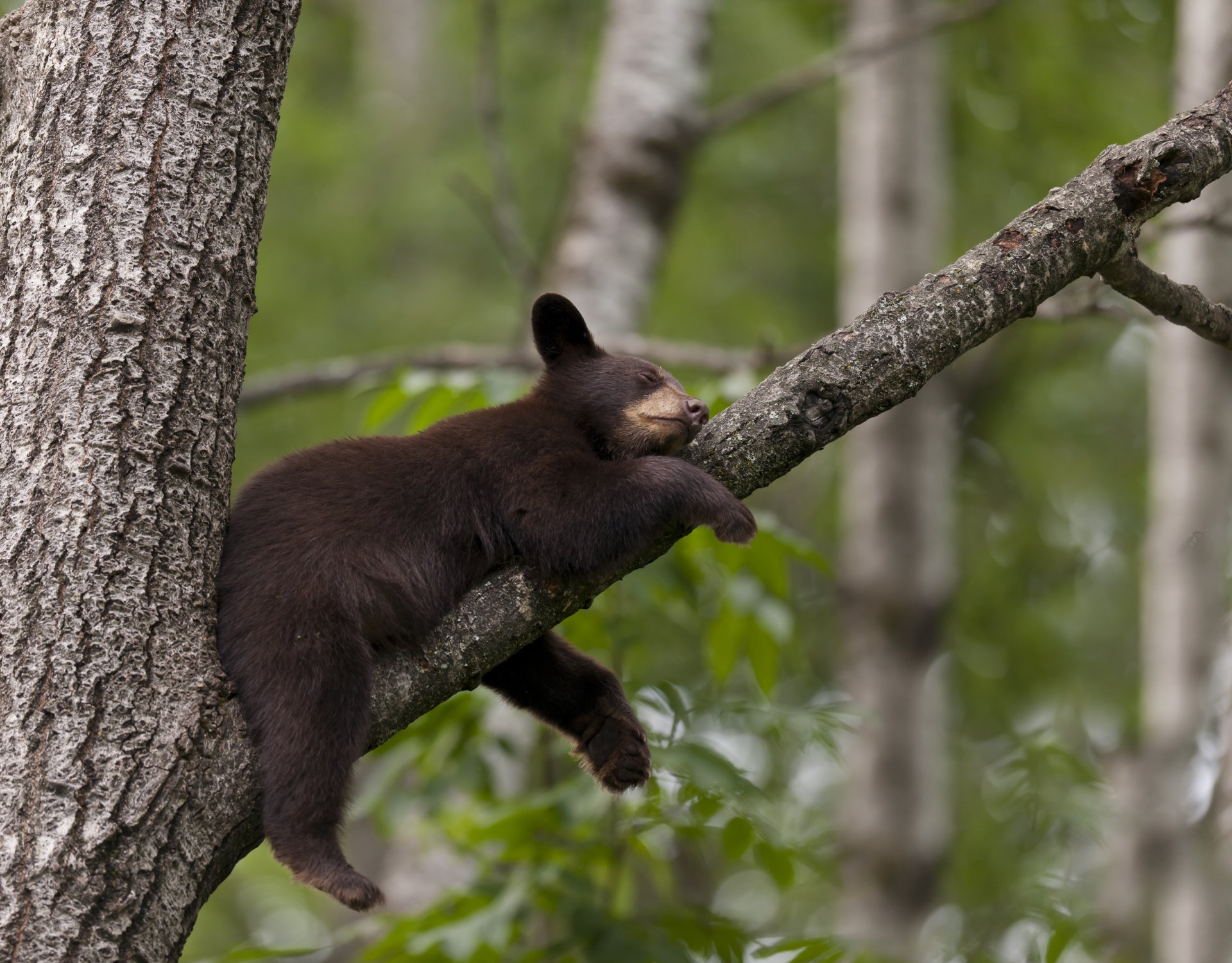 orso dormire albero