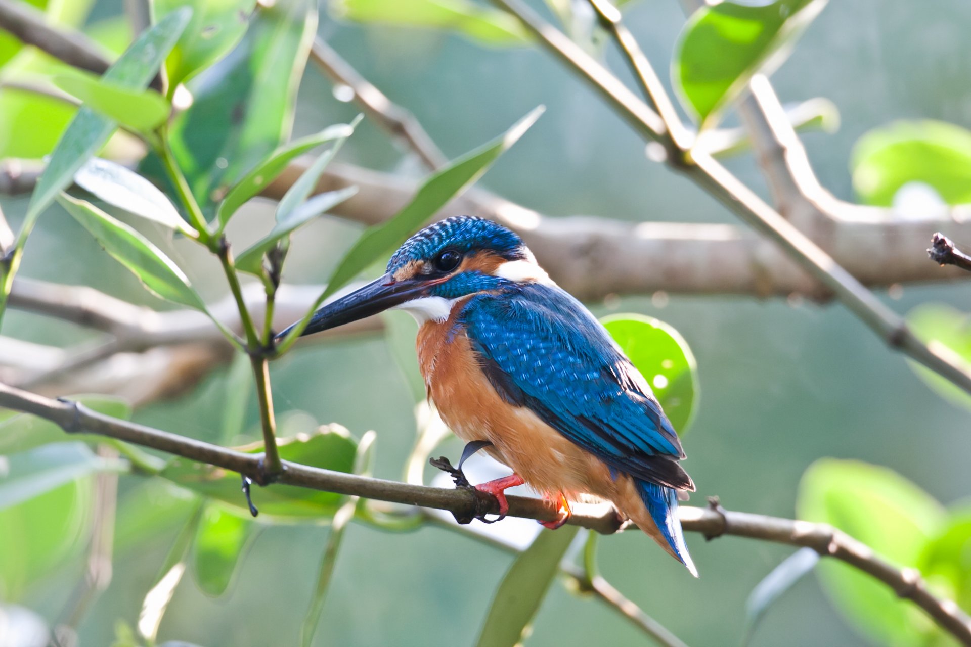 vogel eisvogel zweig