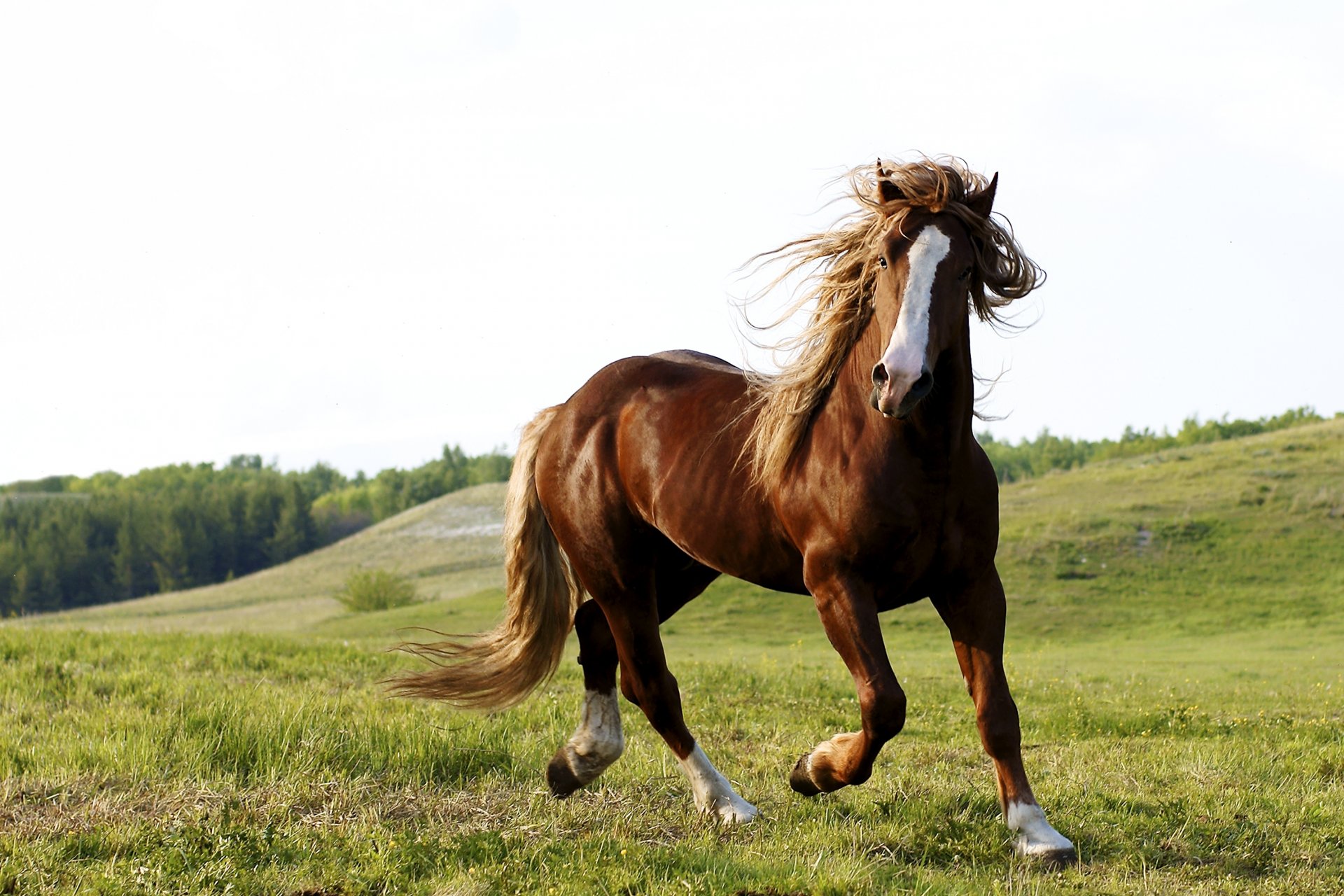 caballo caballo naturaleza