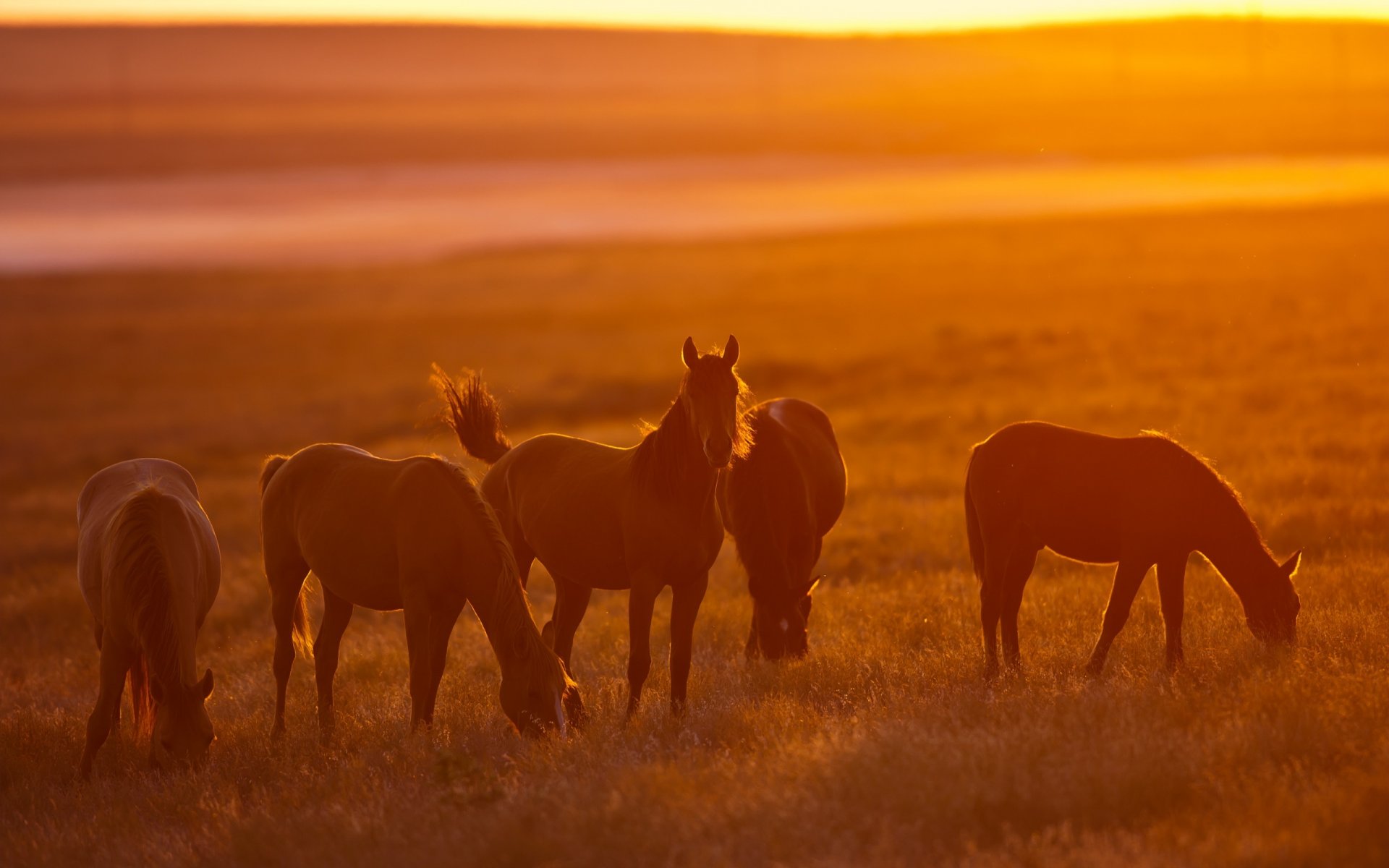 cavalli tramonto natura