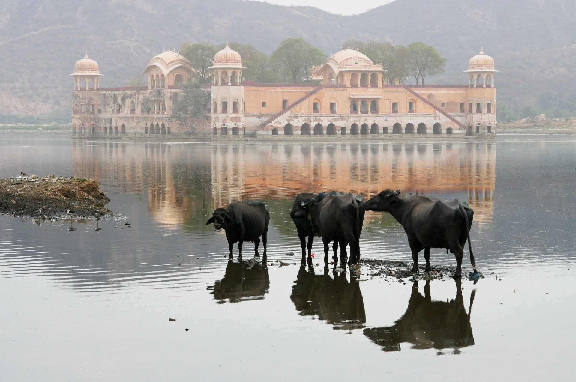 natur kühe haus see berg landschaft indien hintergrundbilder