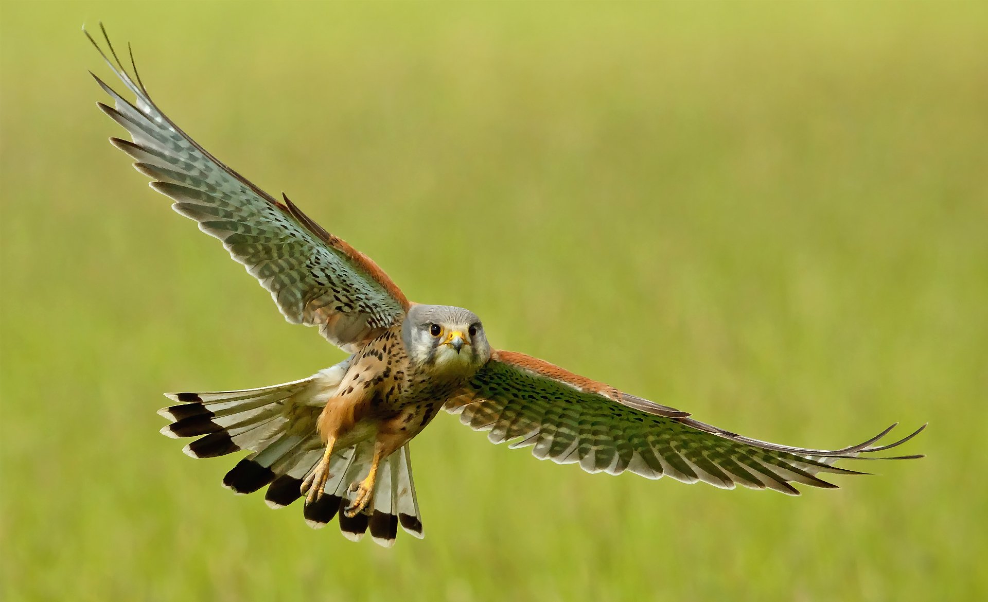 turmfalke vogel fliegen flügel schwingen