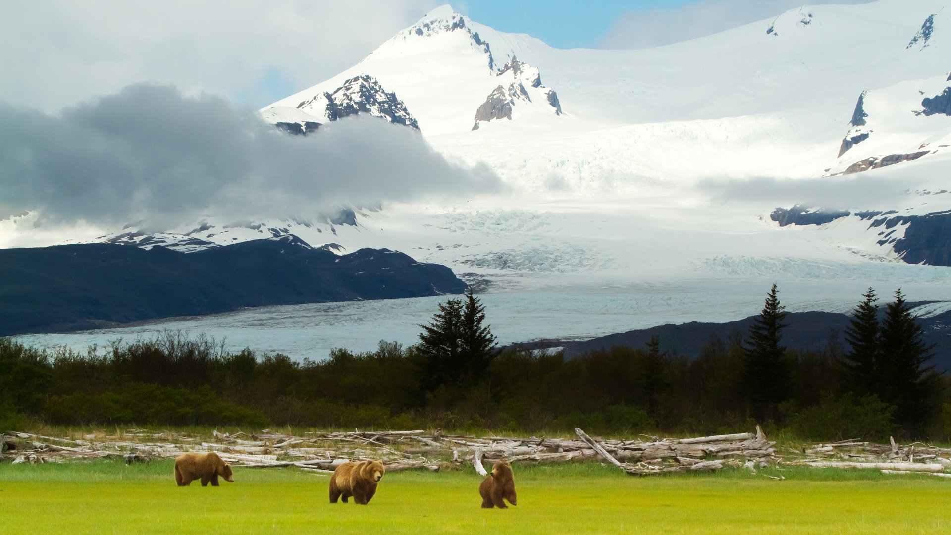 niedźwiedzie grizzly alaska niedźwiedzie grizzly góry krajobraz