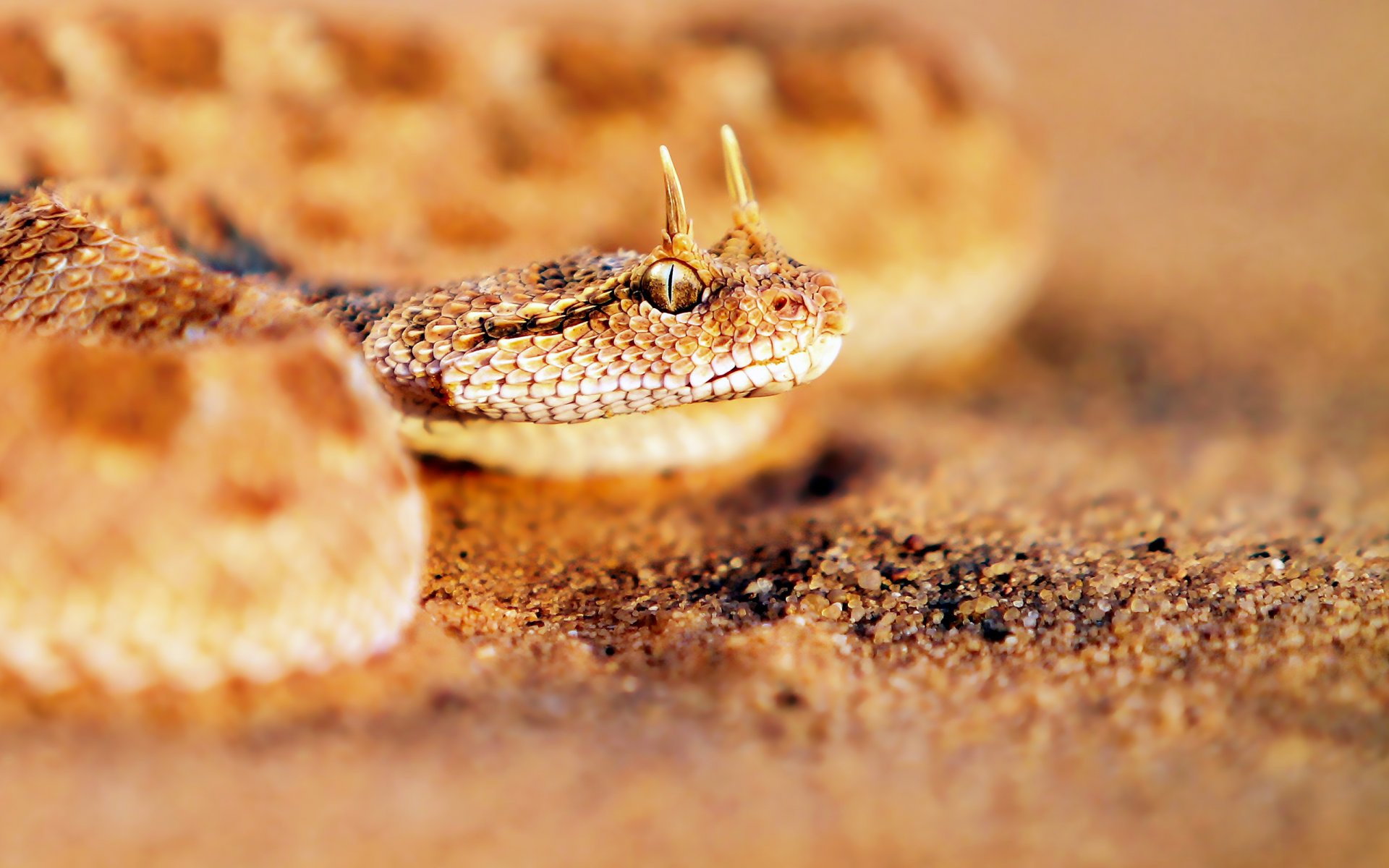 horny adder cerastes fi