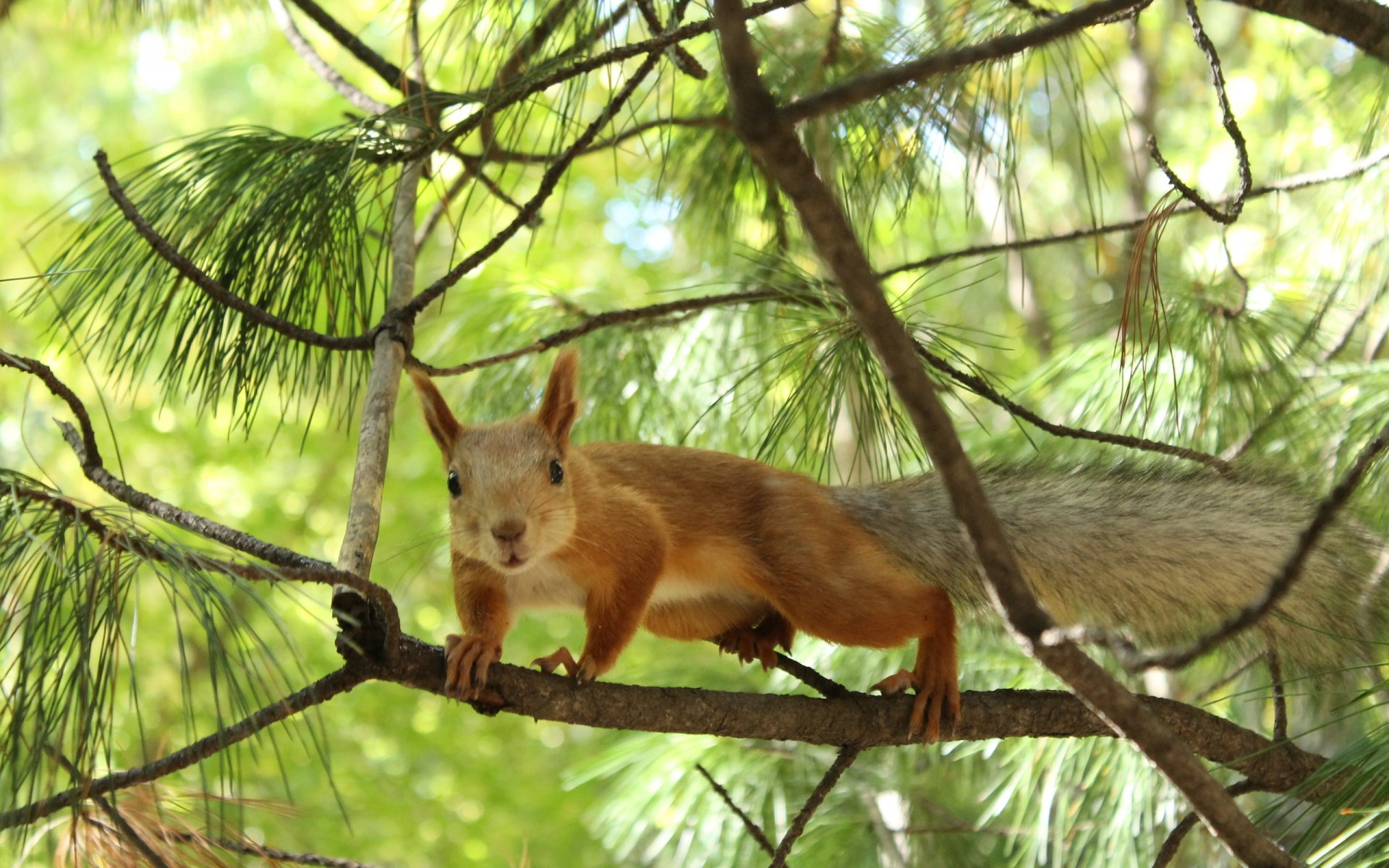 quirrel trees branches animal nature bokeh branches 1000000