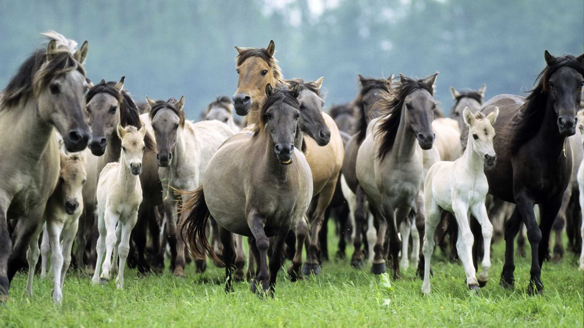 caballos manada potros yeguas sementales melena gris ratonero chagro juguetón cuervo blanco correr galope lince prado campo hierba determinación