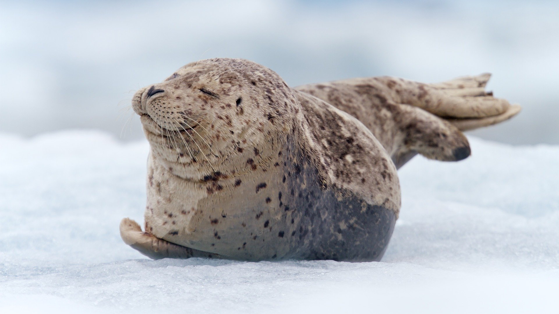 foca seal cachorro niño nieve miente moteado