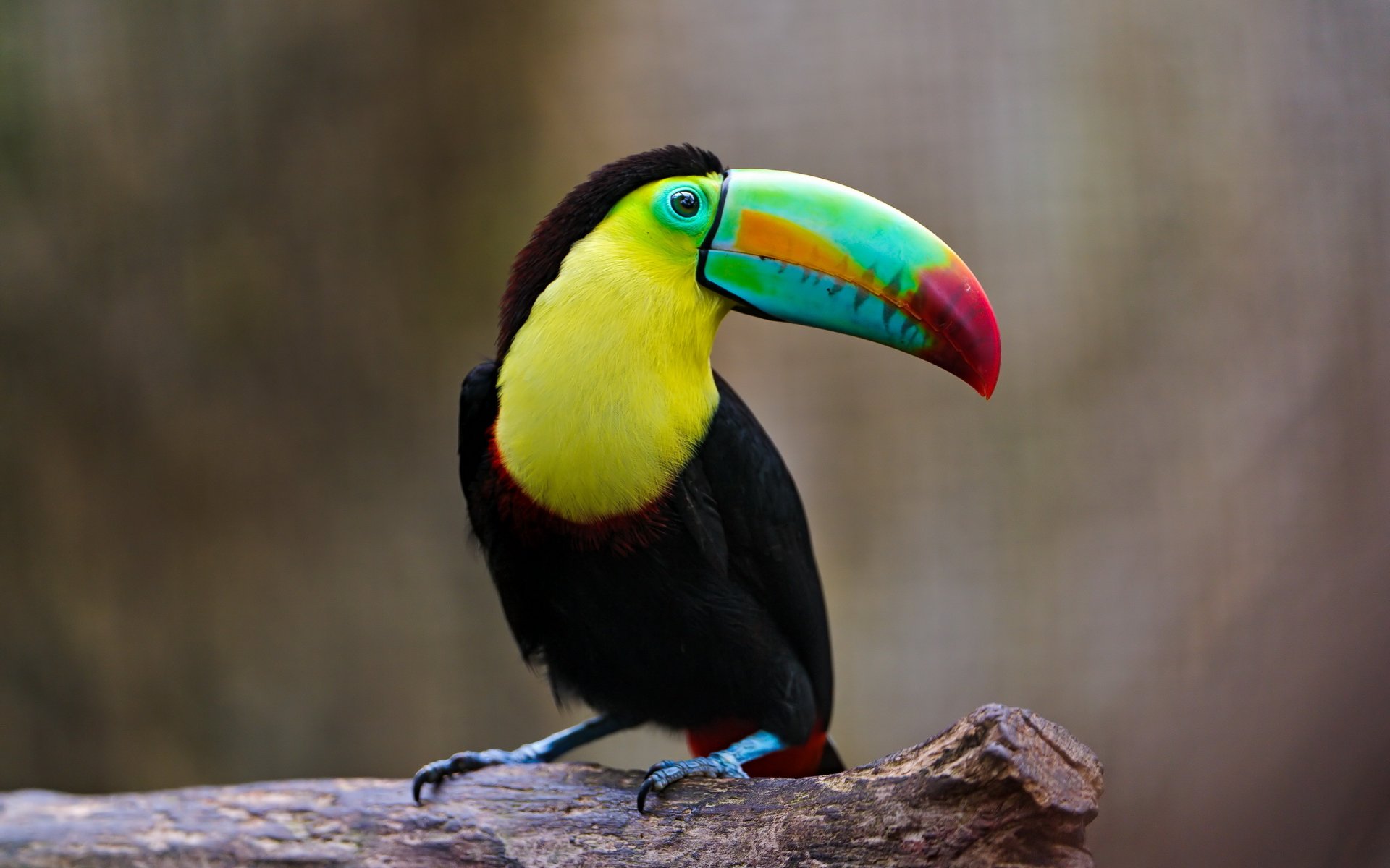 uccello natura sfondo tucano