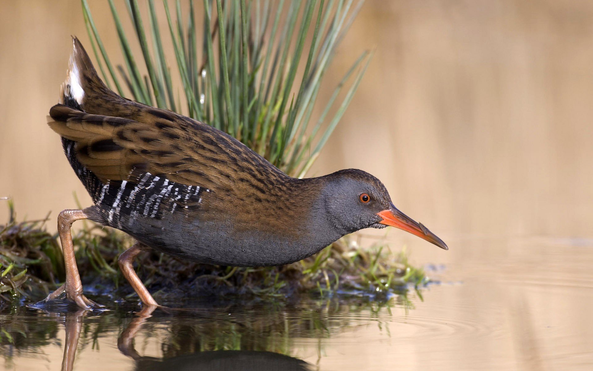 pájaro estanque lago agua hierba reflexión