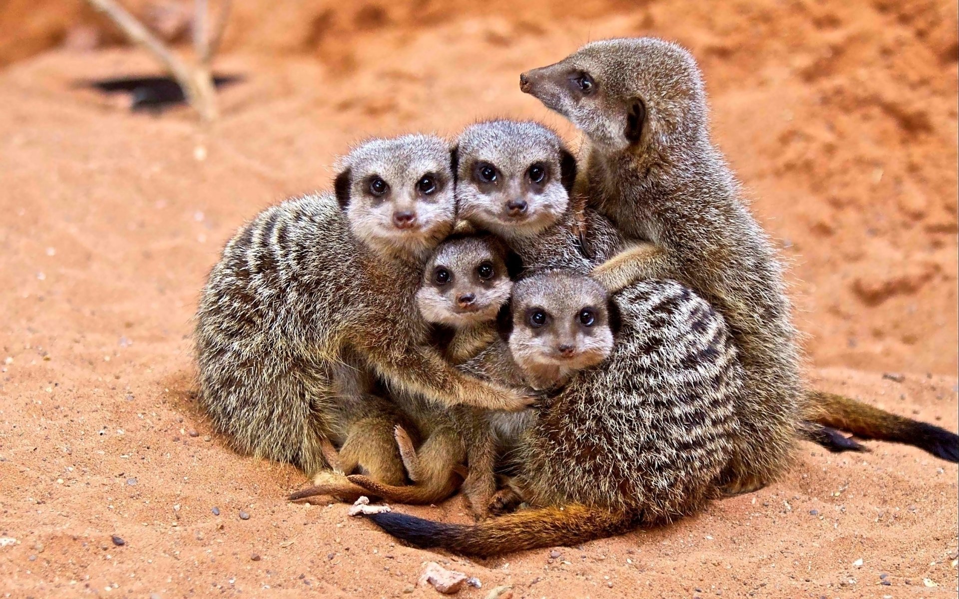 tiere erdmännchen familie