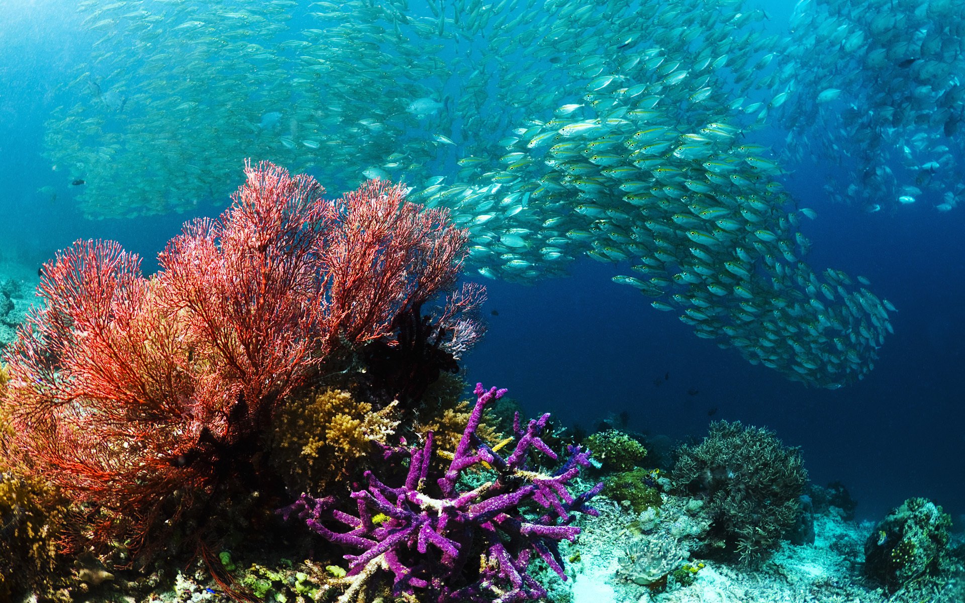 подводный мир море рыбы косяк кораллы