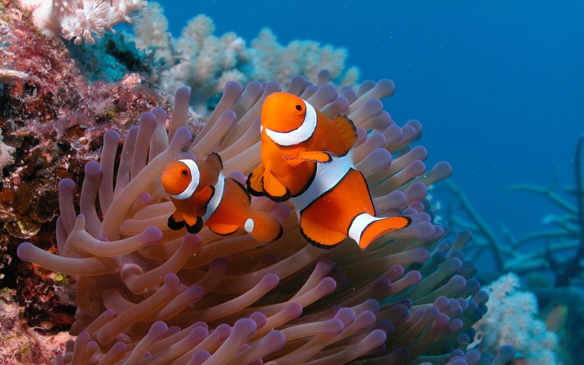 two fish ocean the bottom clown fish