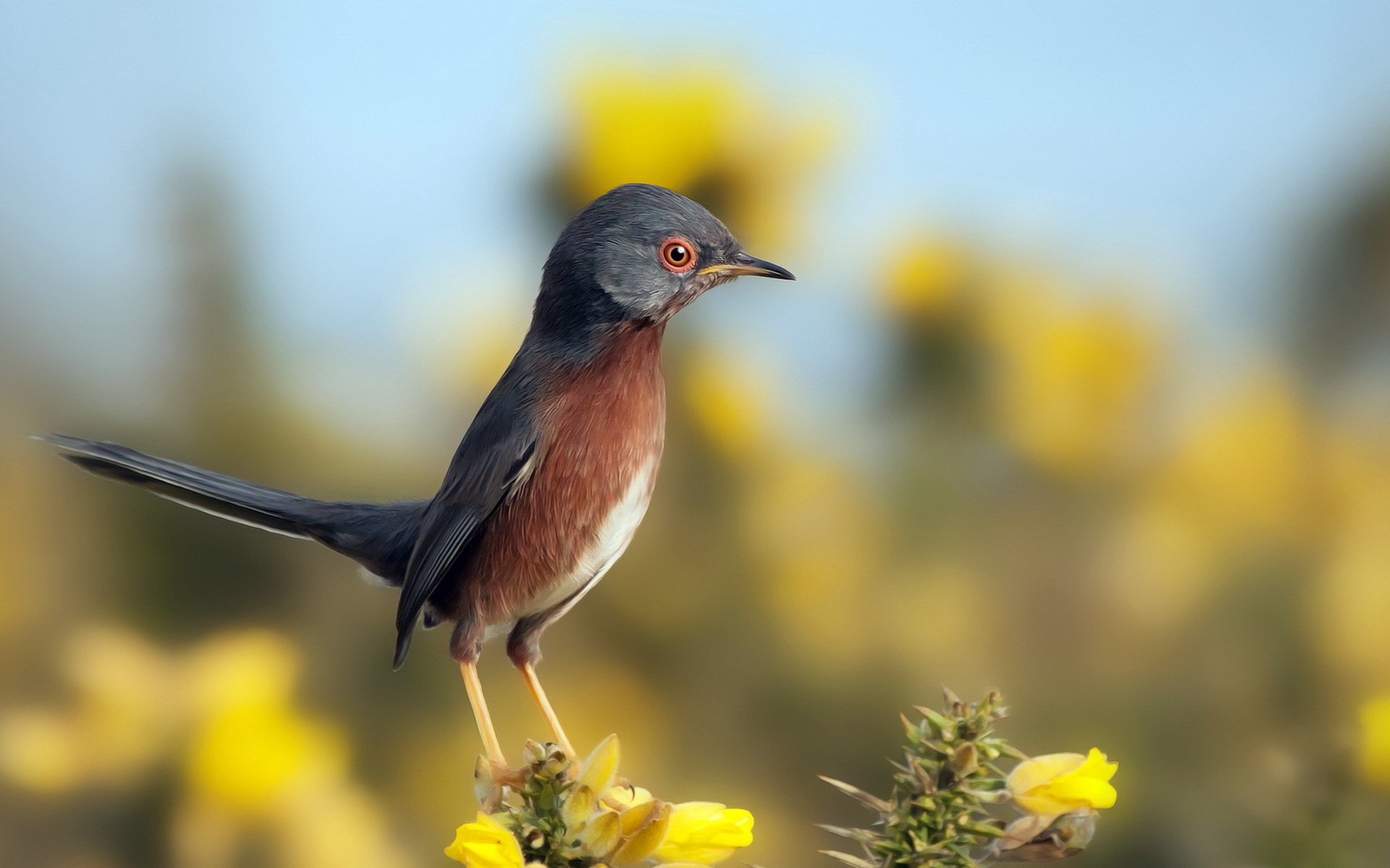 pájaro naturaleza fondo