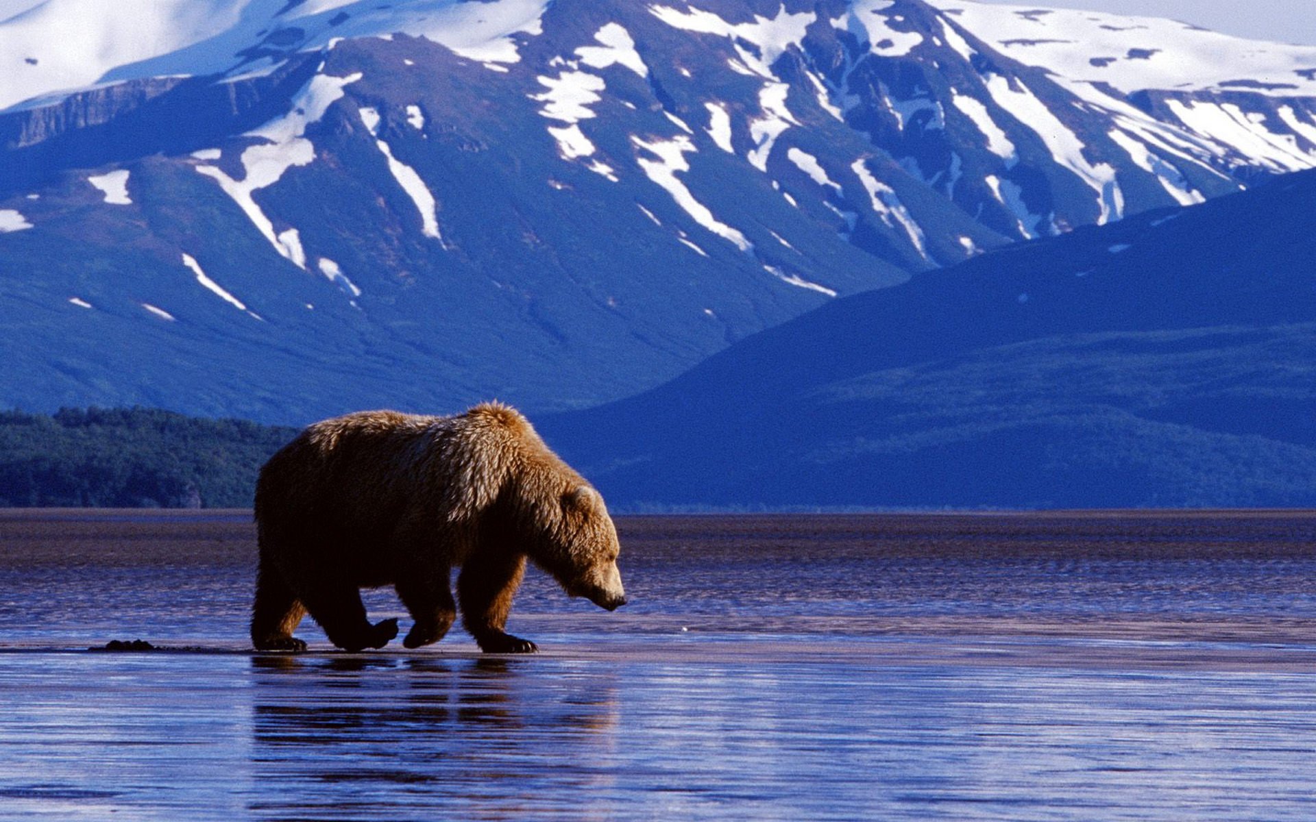 oso fondo montañas agua