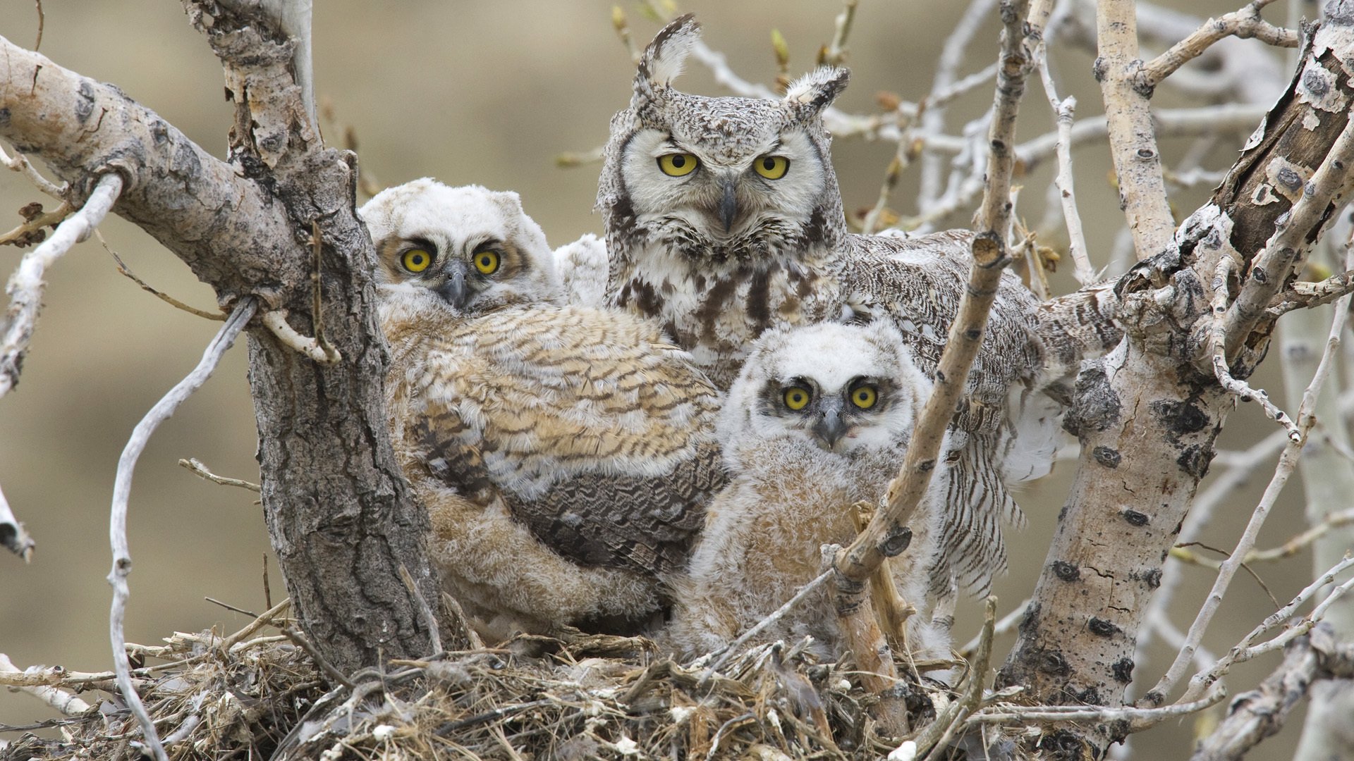 große gehörnte eule vögel küken nest