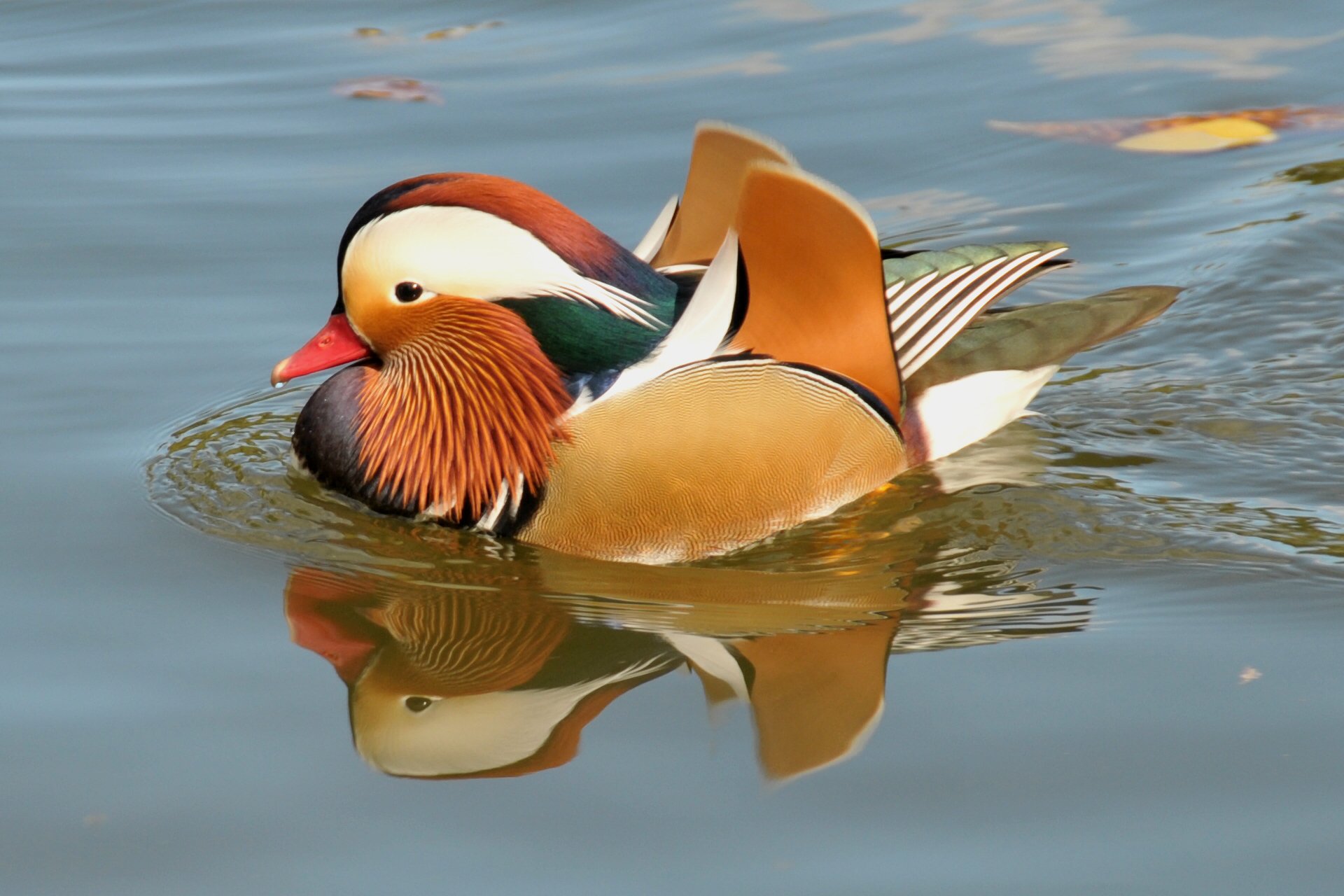 oiseau birdie canard mandarine nage étang eau feuilles automne