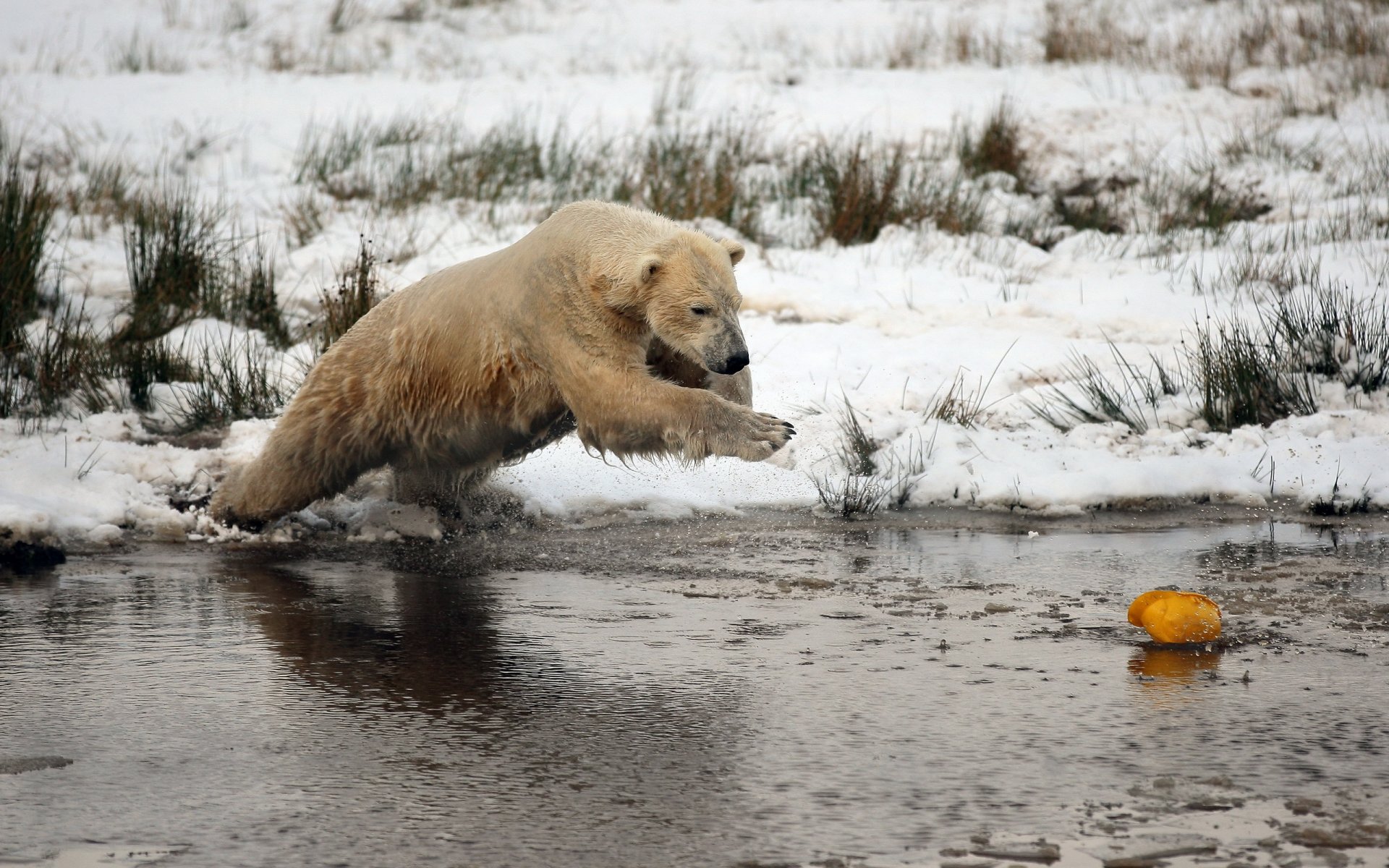 oso invierno nieve