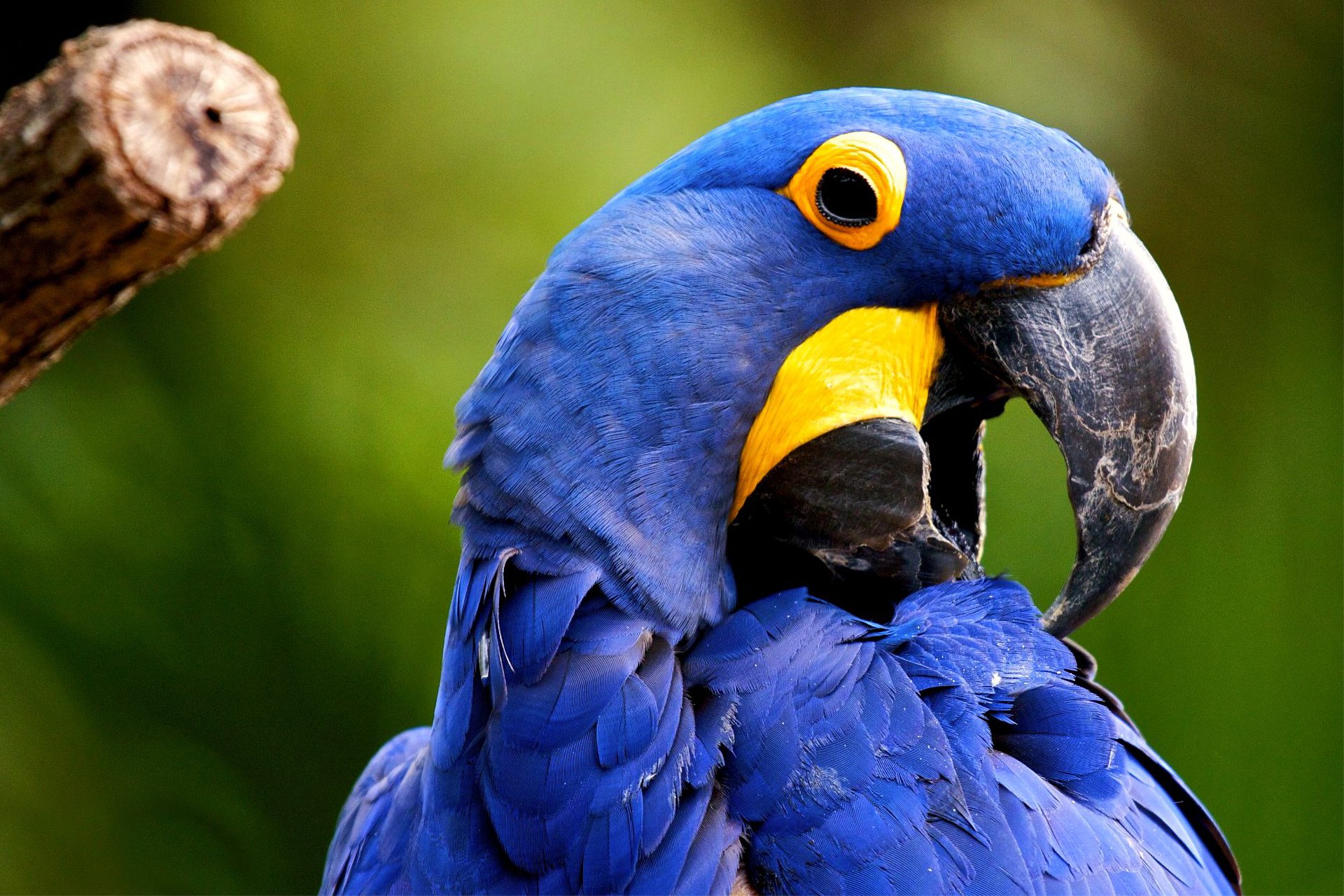 pájaro loro grande anodorhynchus hyacinthinu