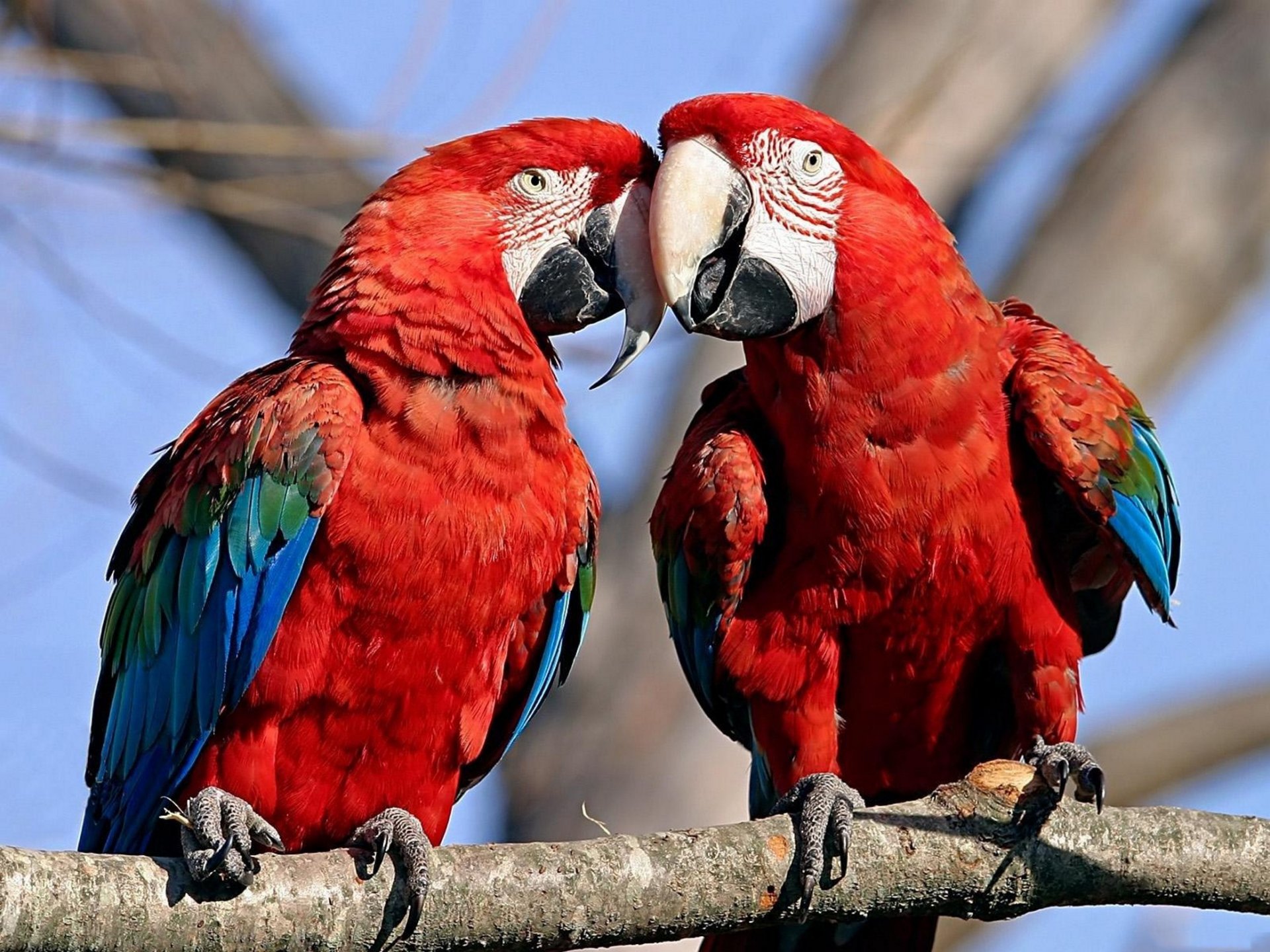 animaux perroquets ara oiseaux arbre papier peint