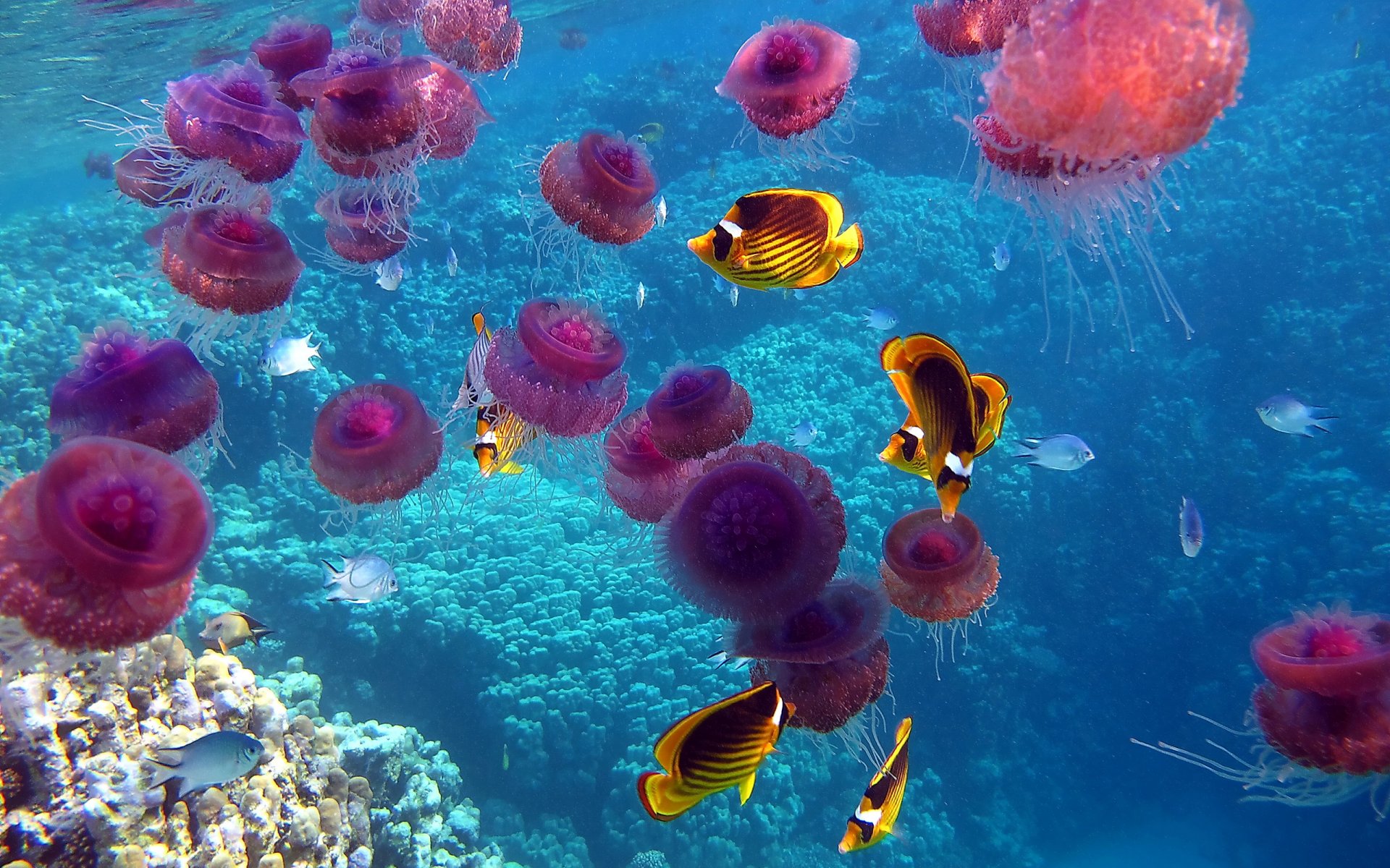 fish jellyfish ocean underwater world coral