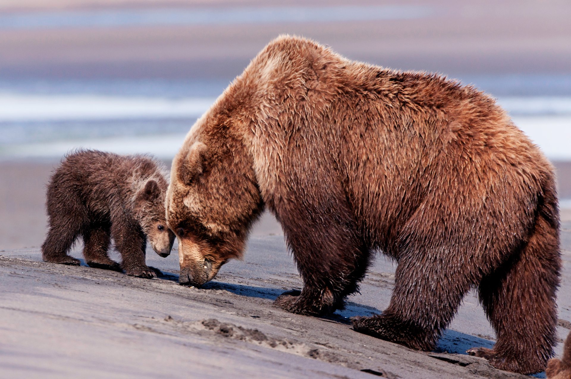 bear brown bears brown bear teddy bear mother son