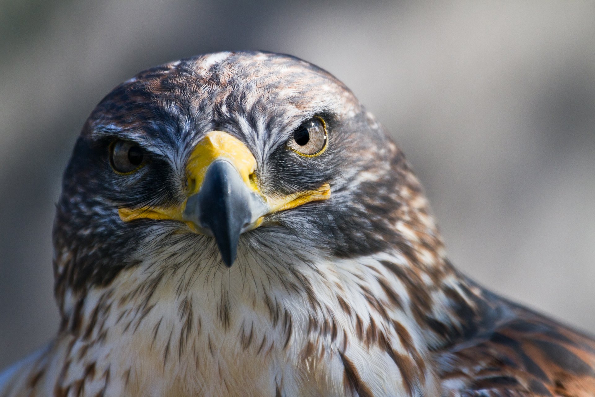 pájaro mirando halcón pico depredador