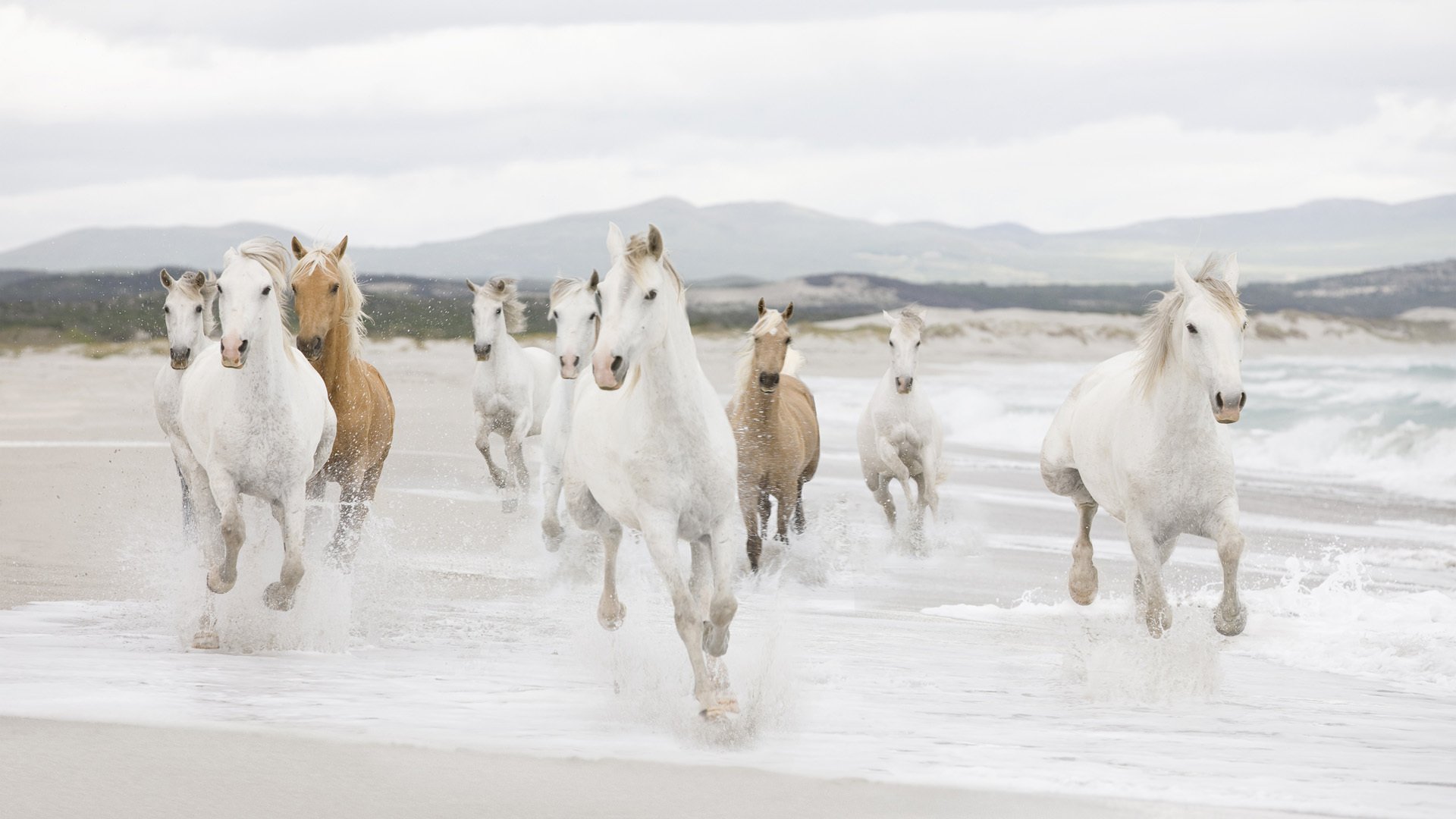 caballos caballos costa manada mar costa