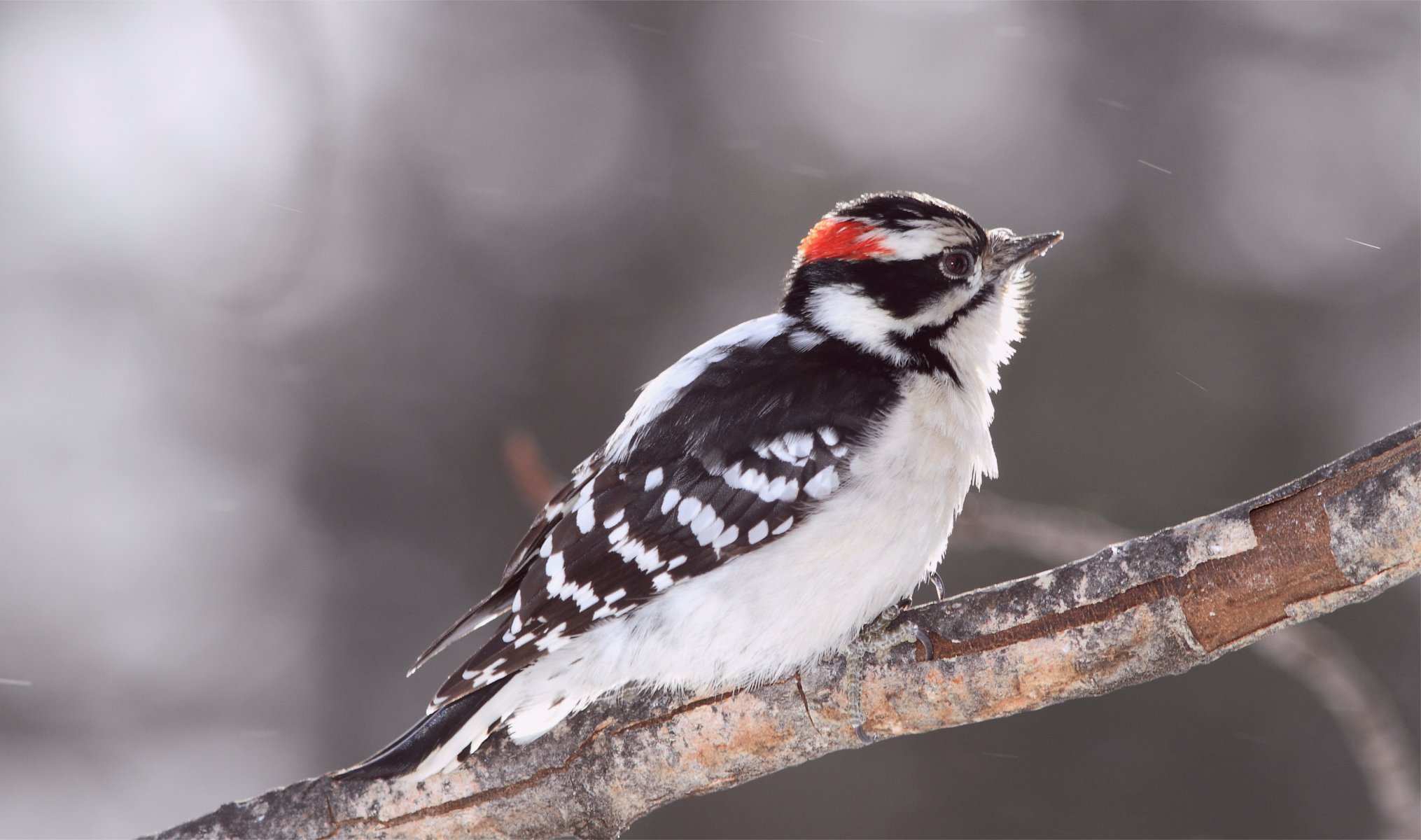 bird woodpecker fluffy woodpecker branch blur gray background glare