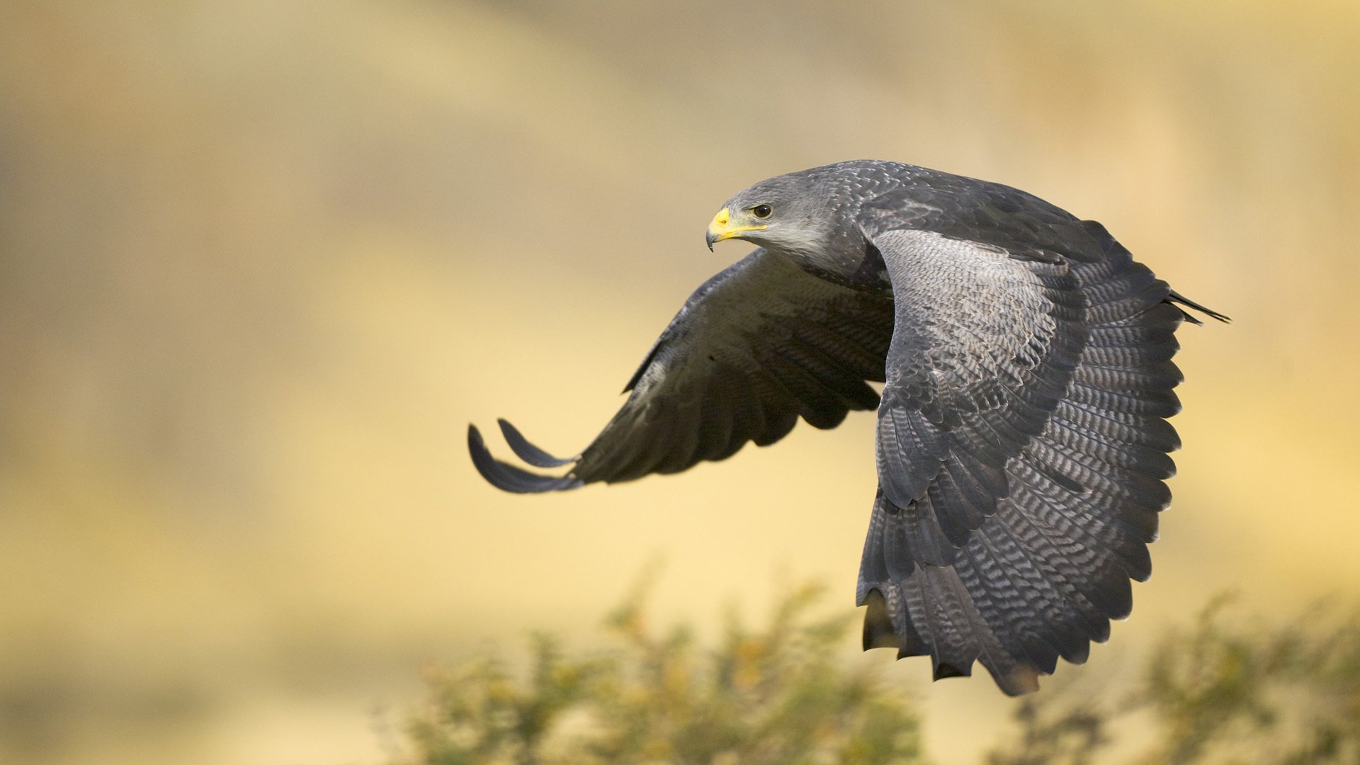 aigle vautour aux seins noirs argentine aigle vol ailes