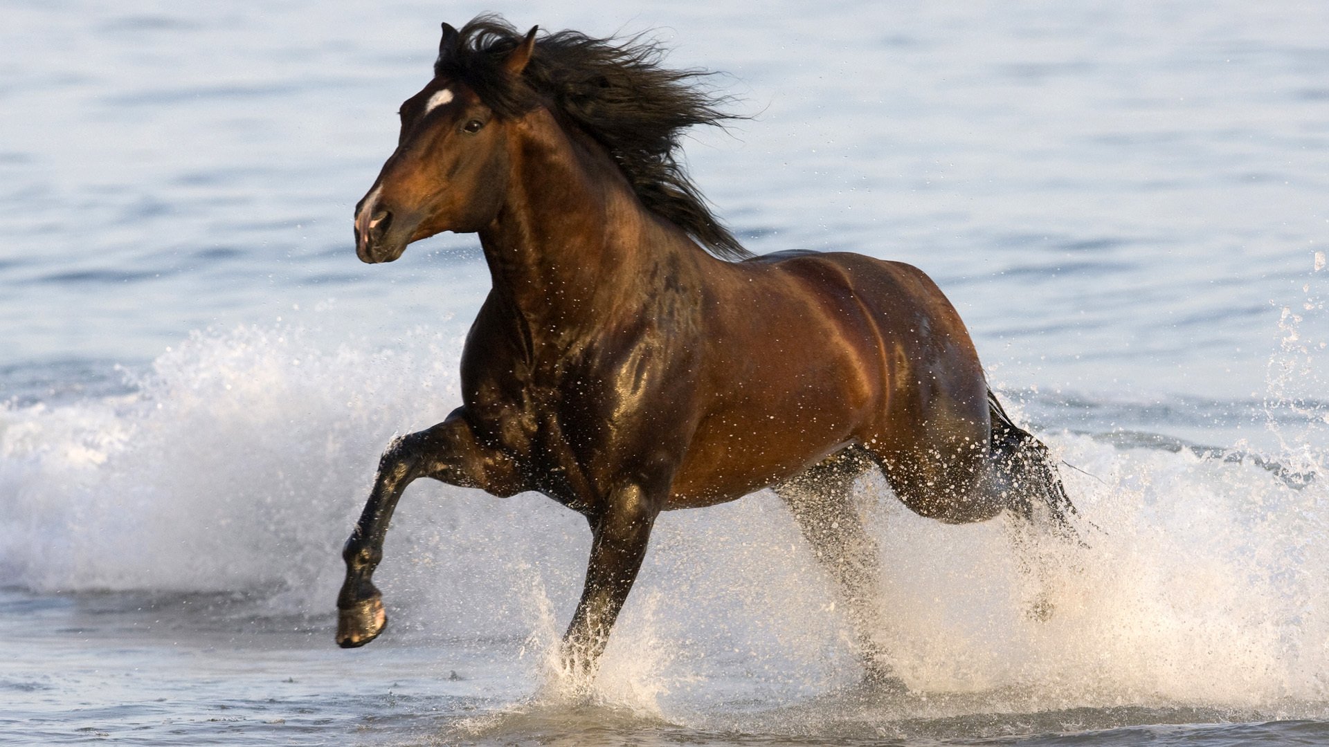 caballo caballo animal correr mar agua gee trabajo 1920x1080