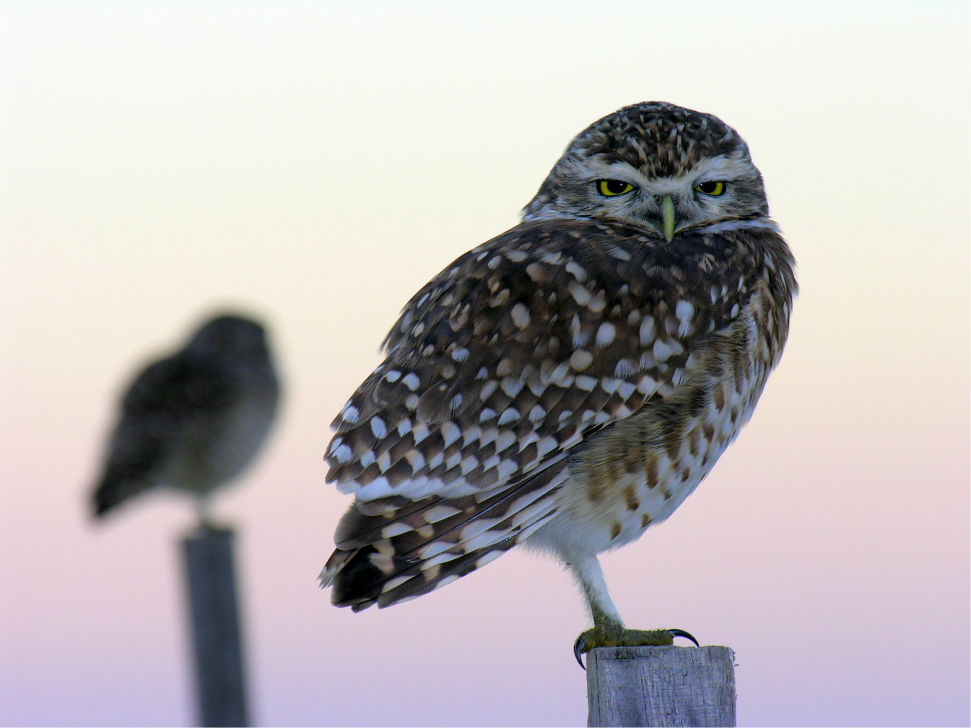 owl owls birds columns macro blur