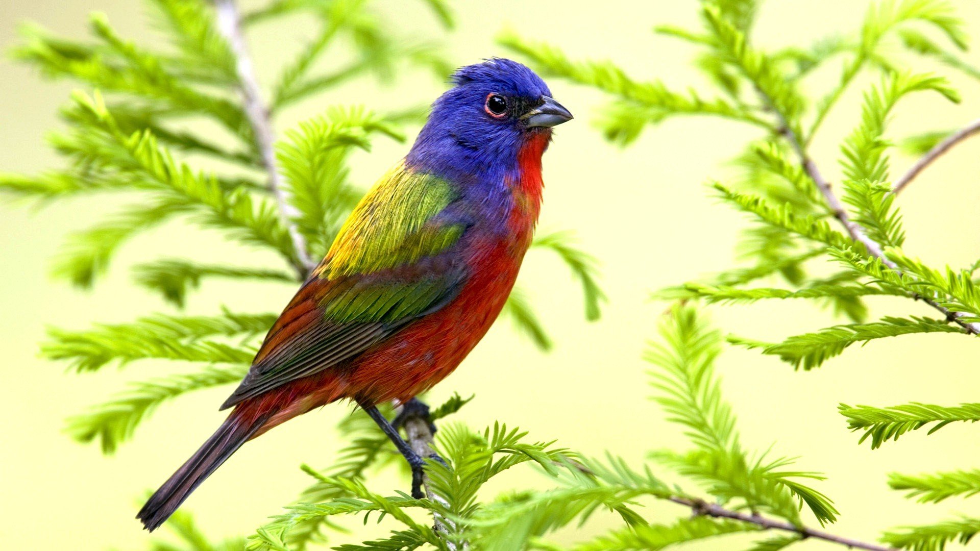 ptak choinka natura sikora gęś wujek basia